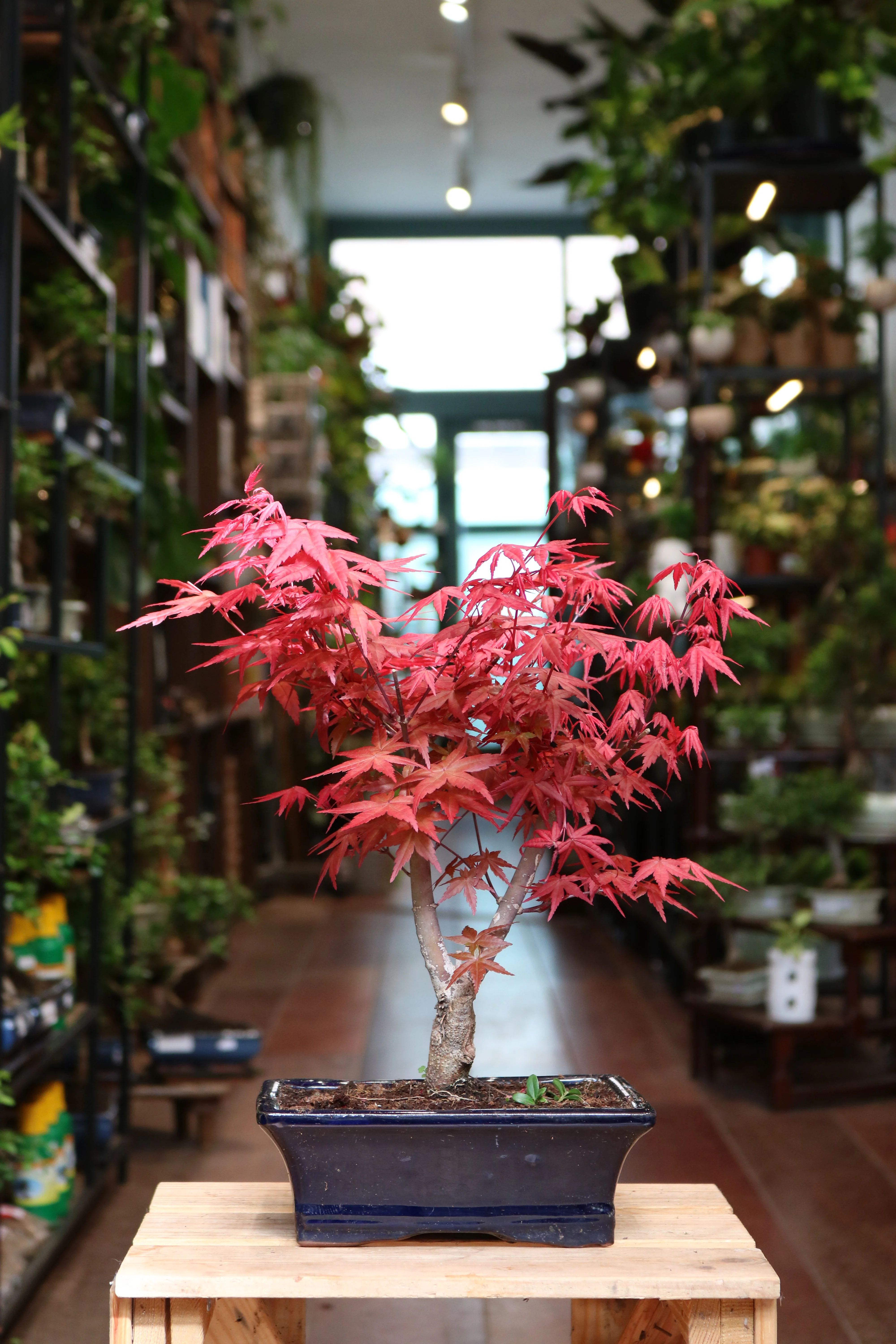 Acer (maple) Bonsai - Image 4