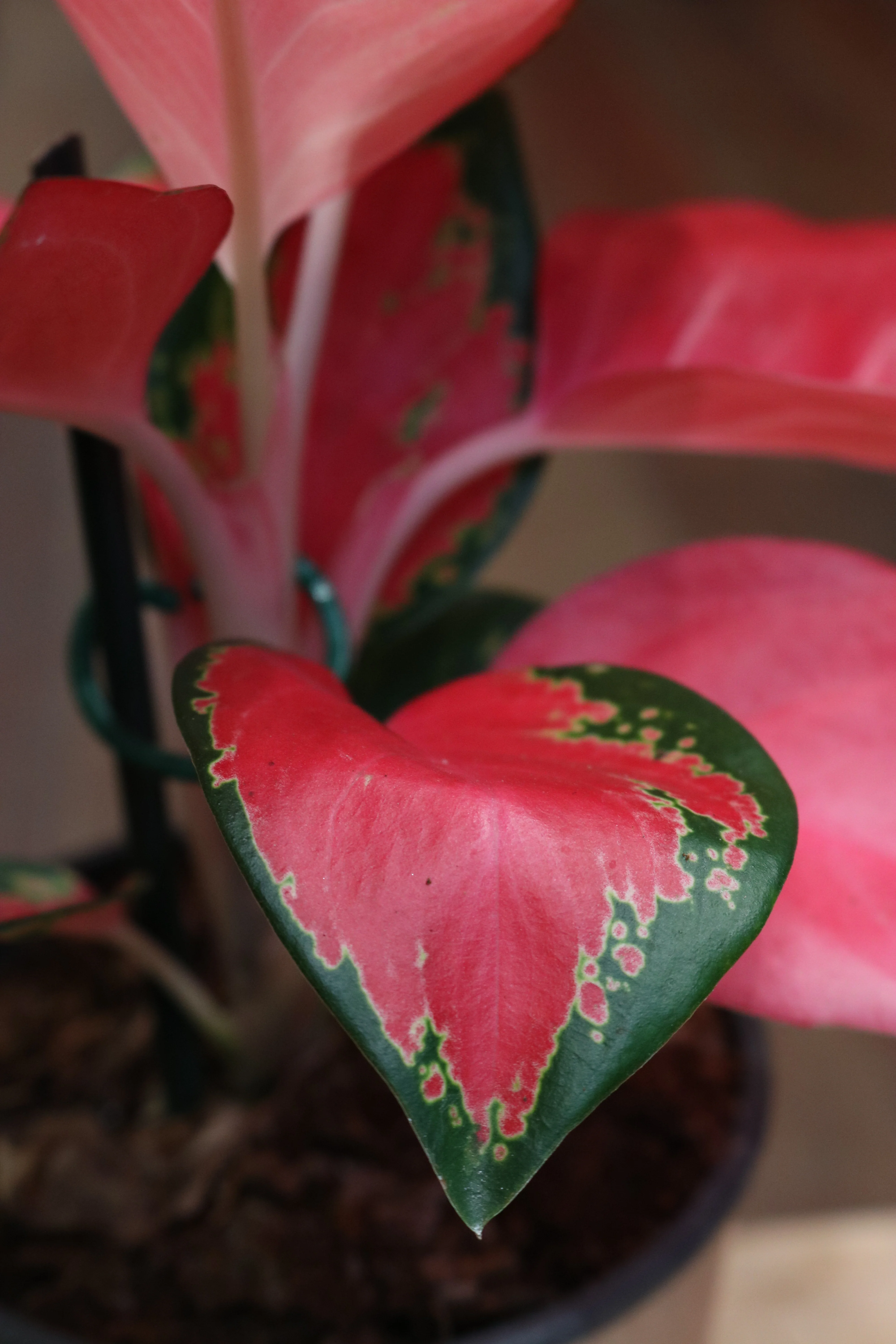 Aglaonema - Image 2