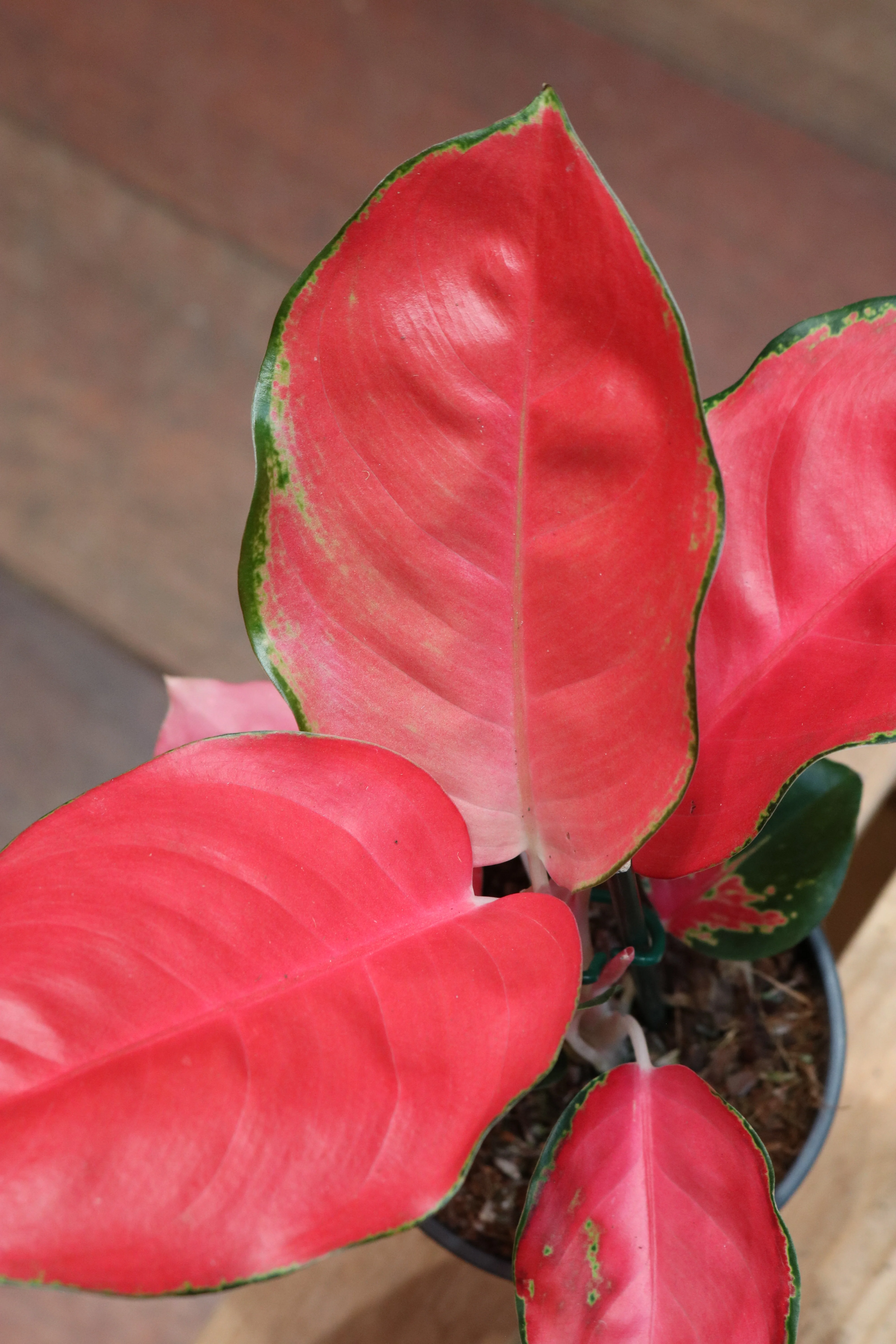 Aglaonema - Image 3
