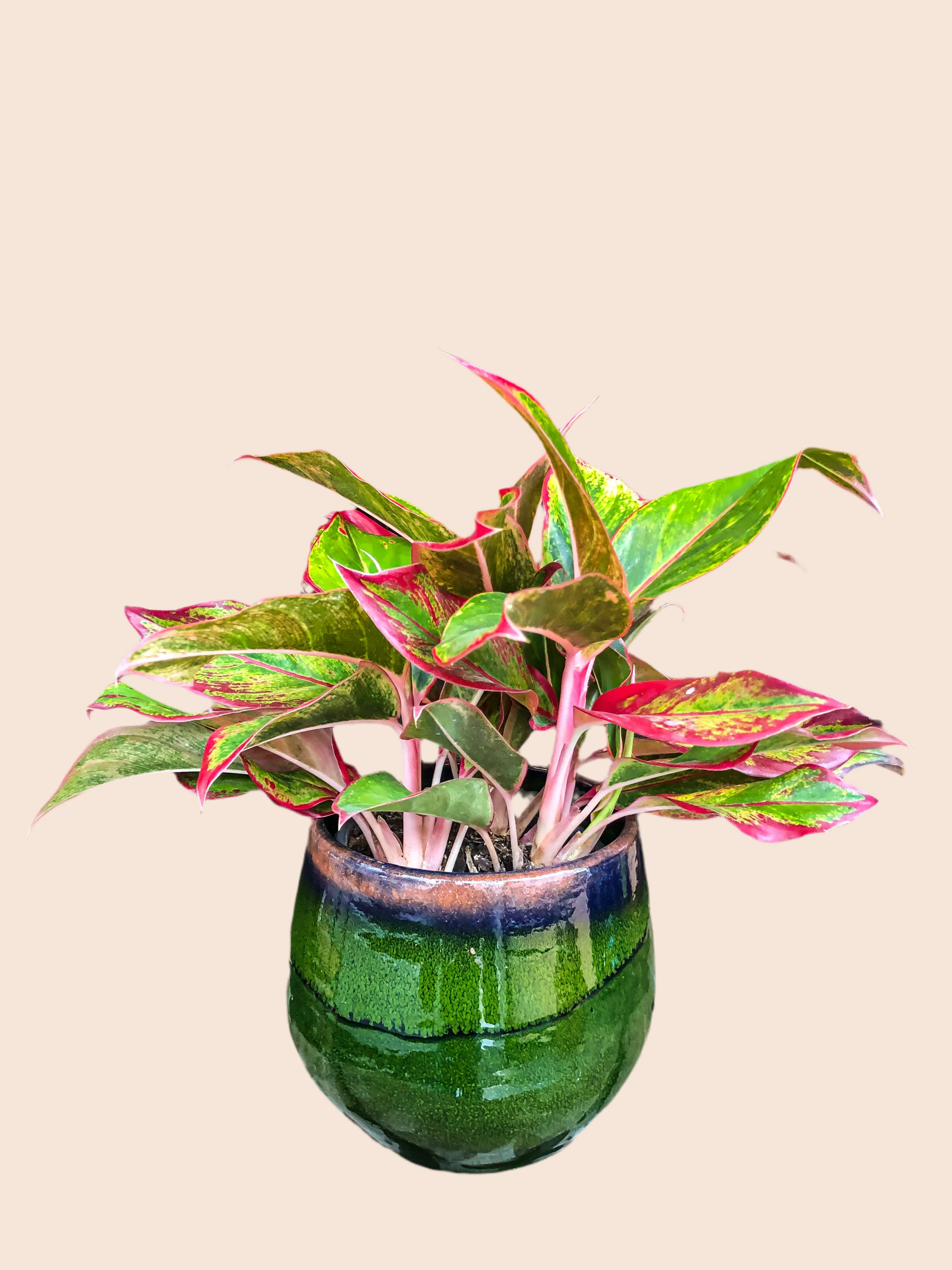 Aglaonema Crète - Image 3