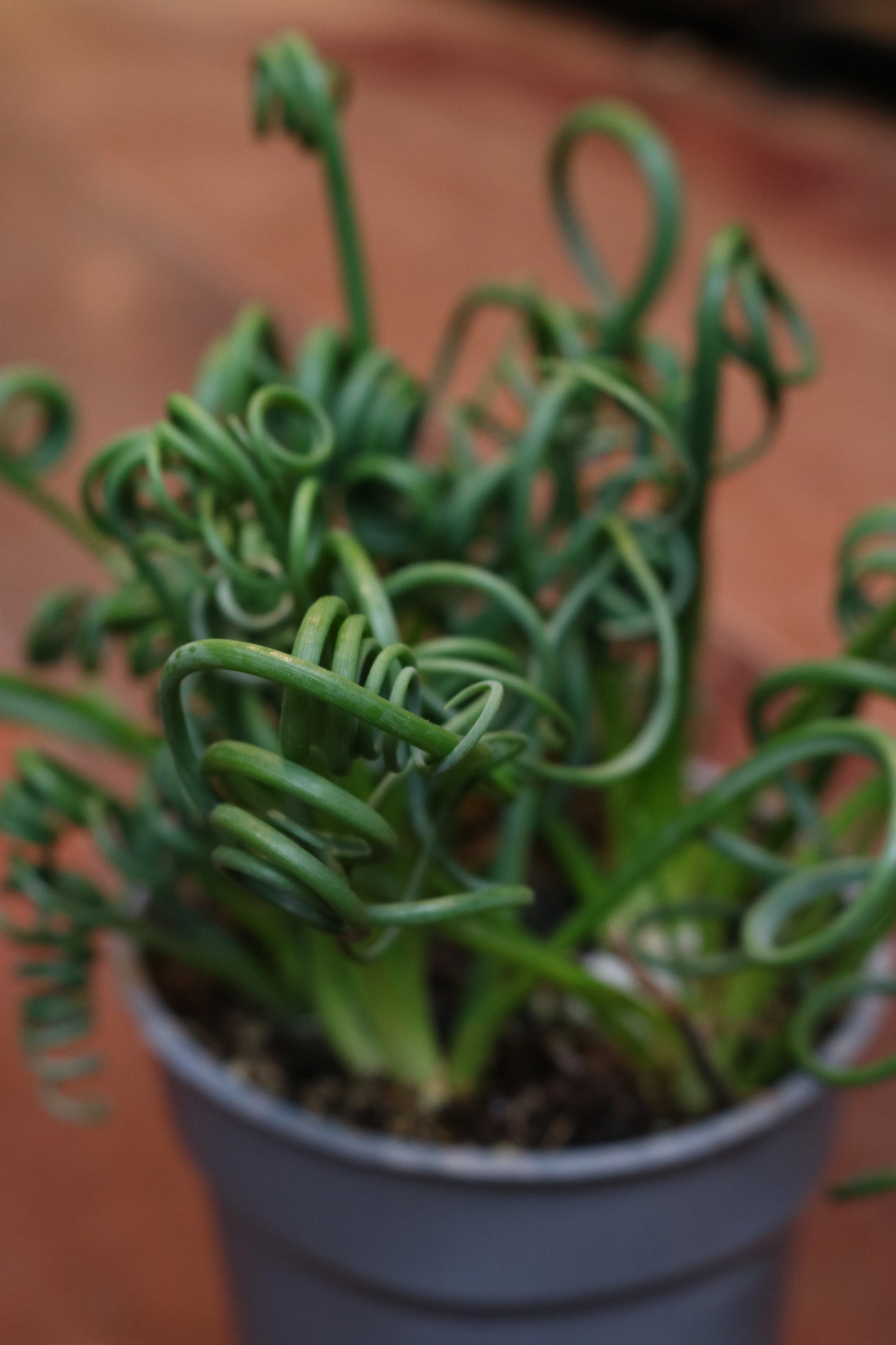 Albuca Spiralis - Image 3