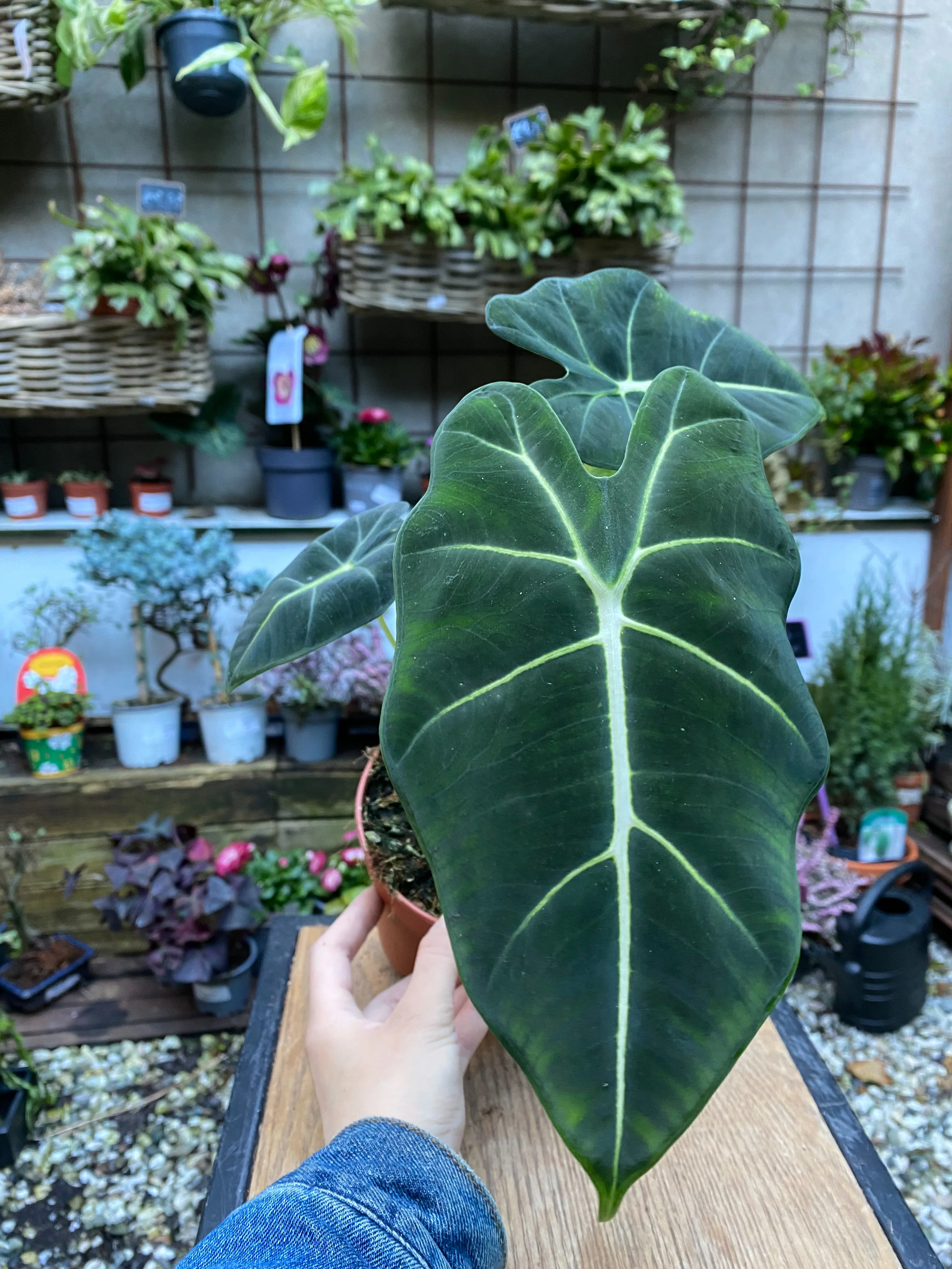 Alocasia Frydek “Green Velvet” - 12cm pot - Image 2