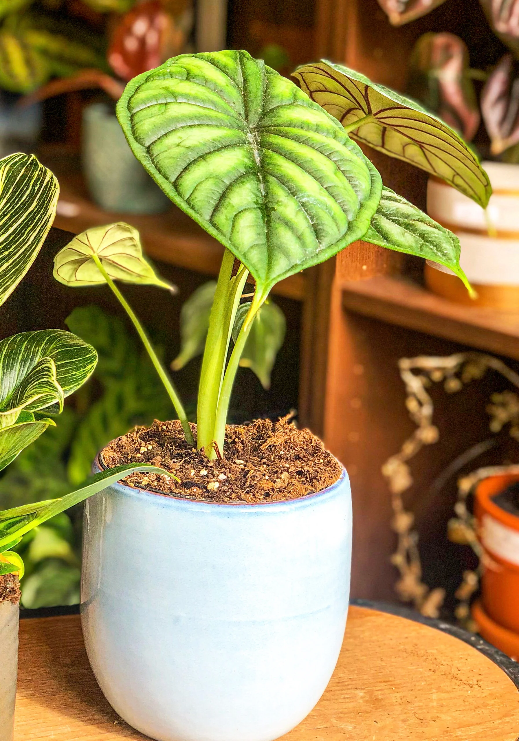 Alocasia Dragon Scale - Image 3