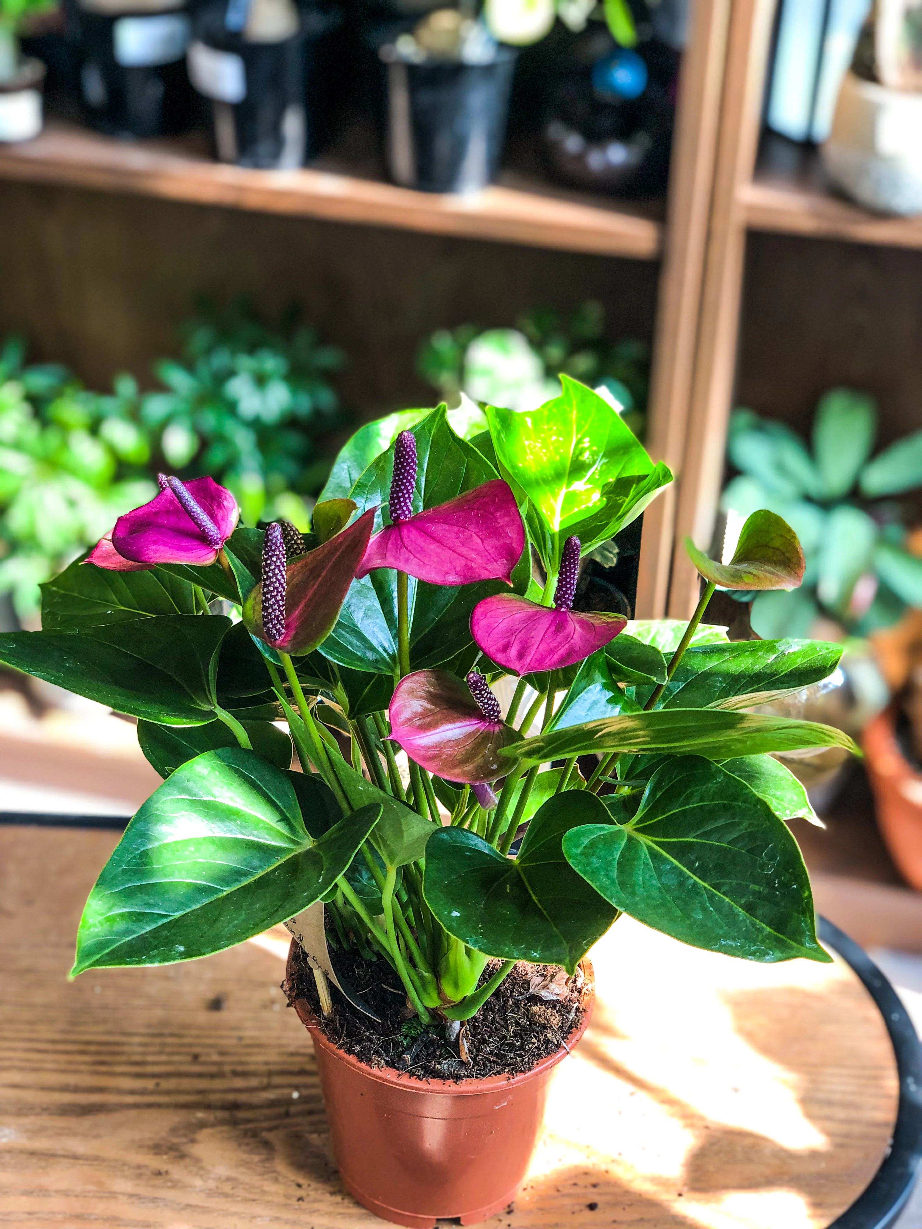Anthurium (Purple flowers) - Image 2