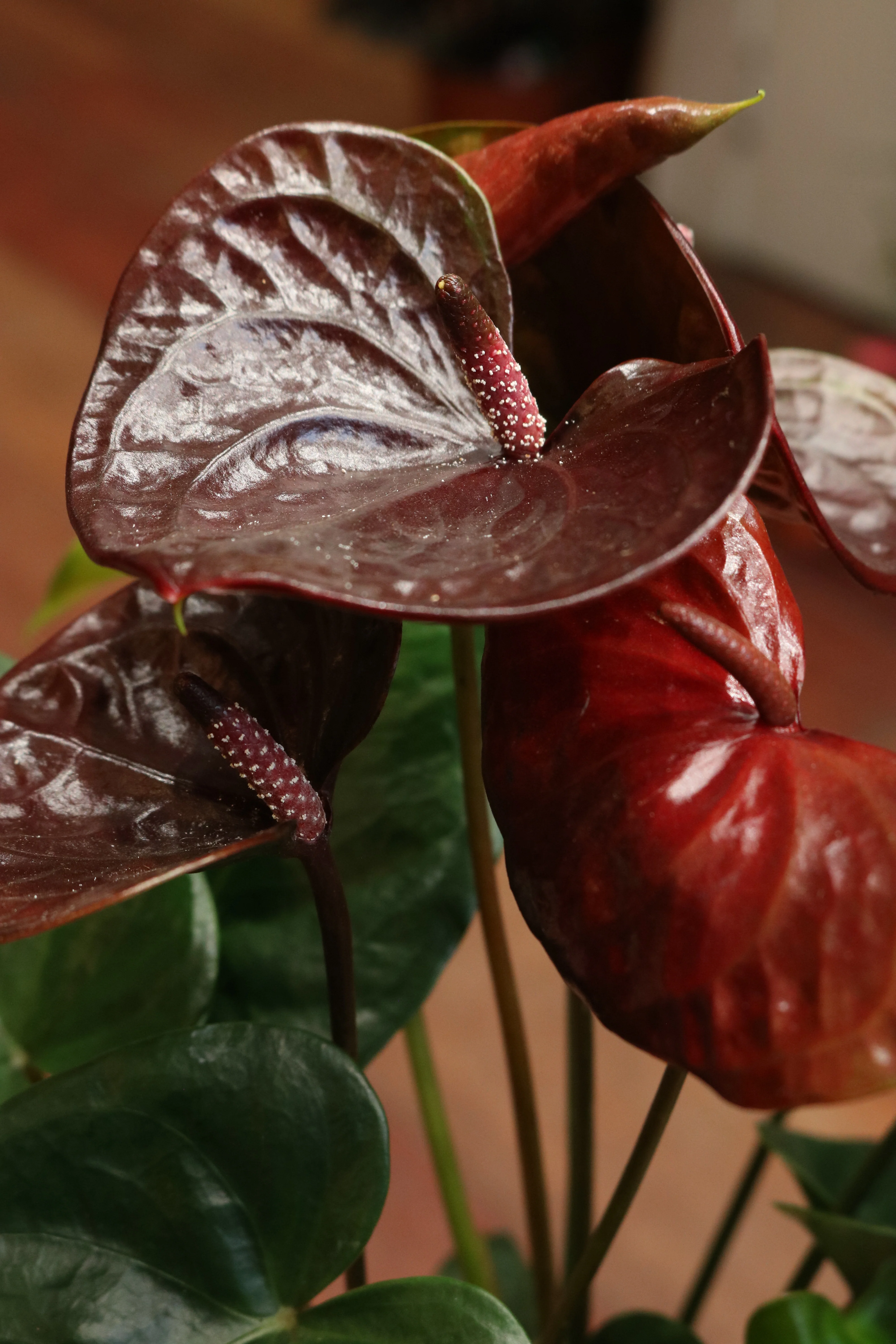 Anthurium (burgundy red) - Image 2