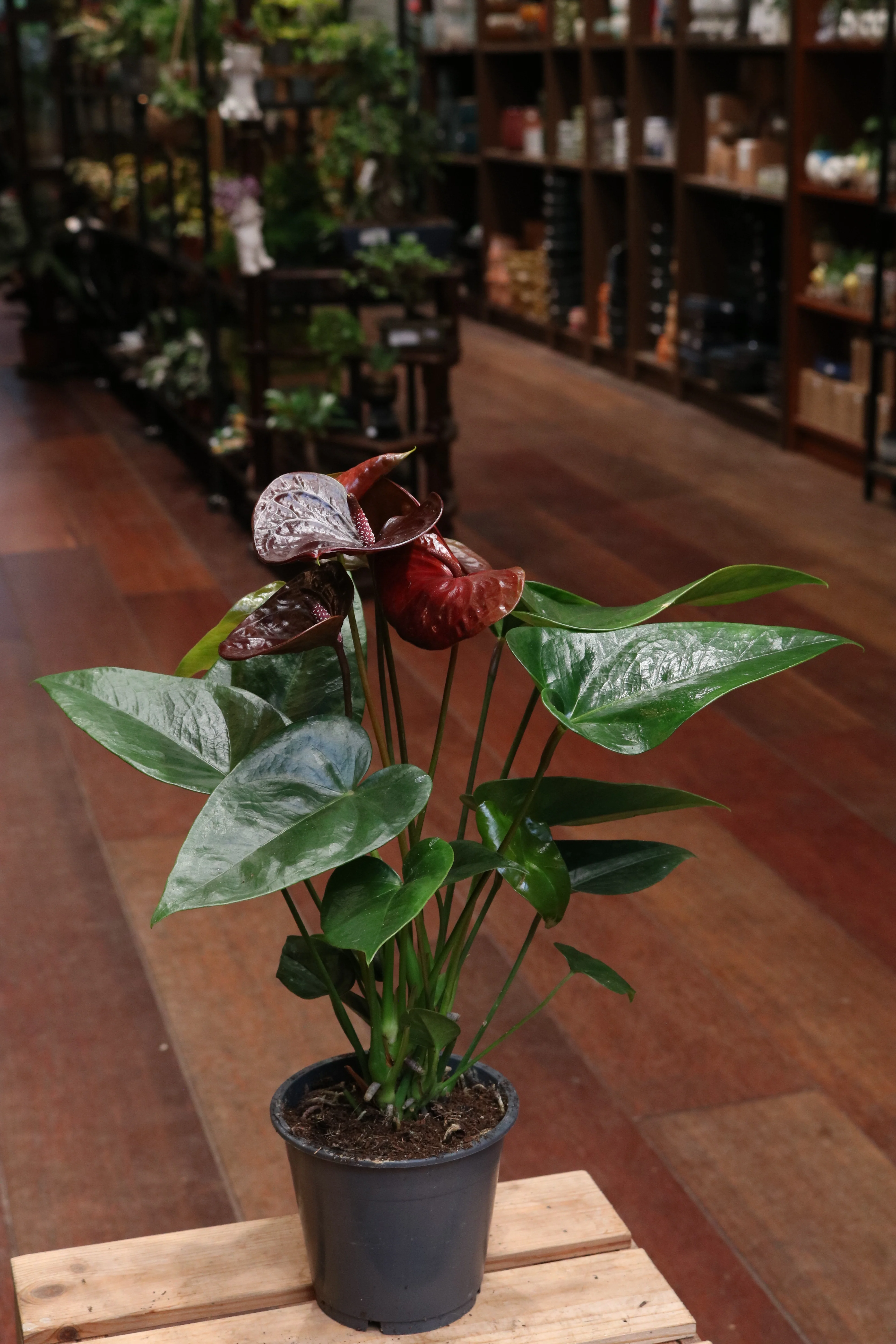 Anthurium (burgundy red) - Image 3