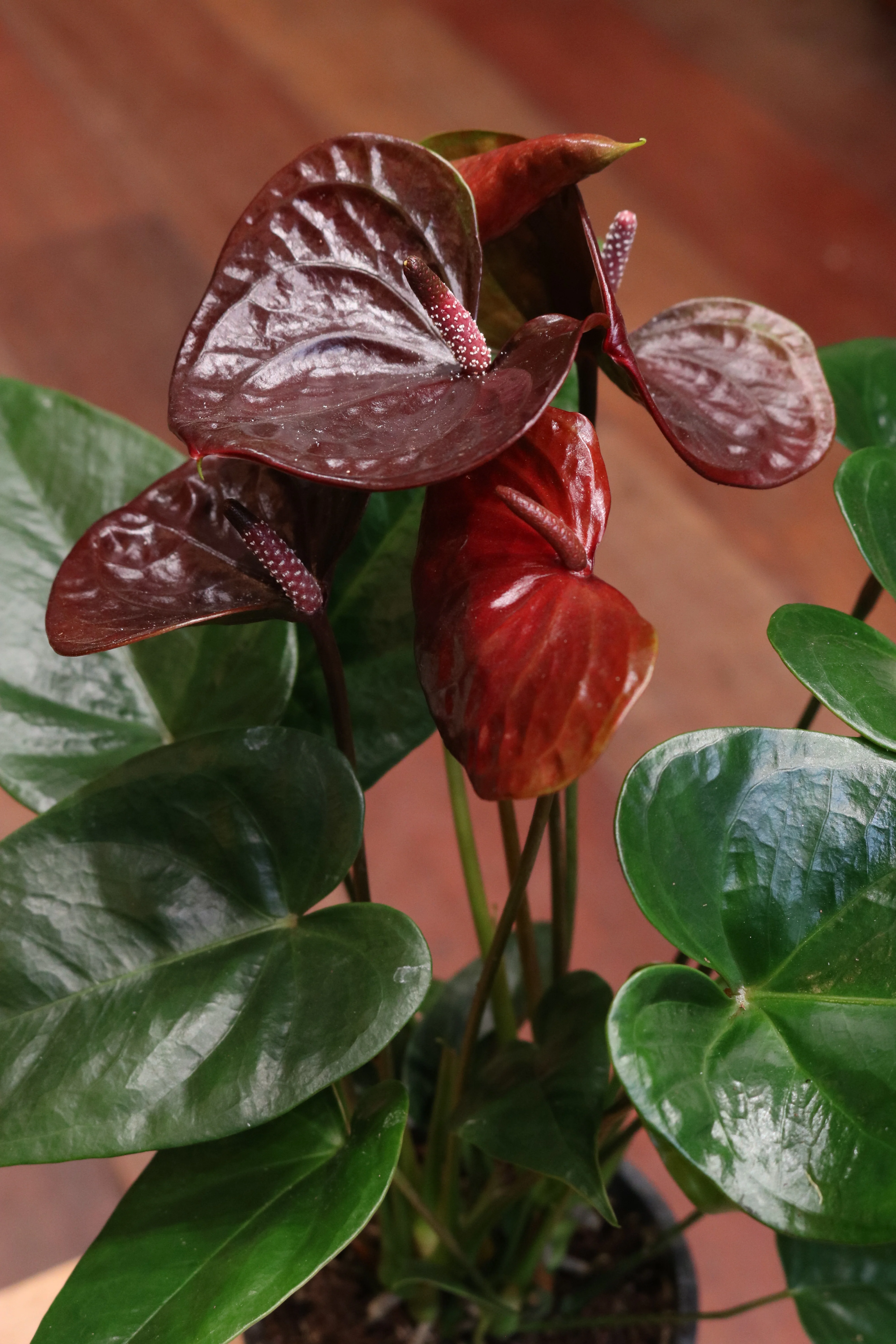 Anthurium (burgundy red) - Image 4