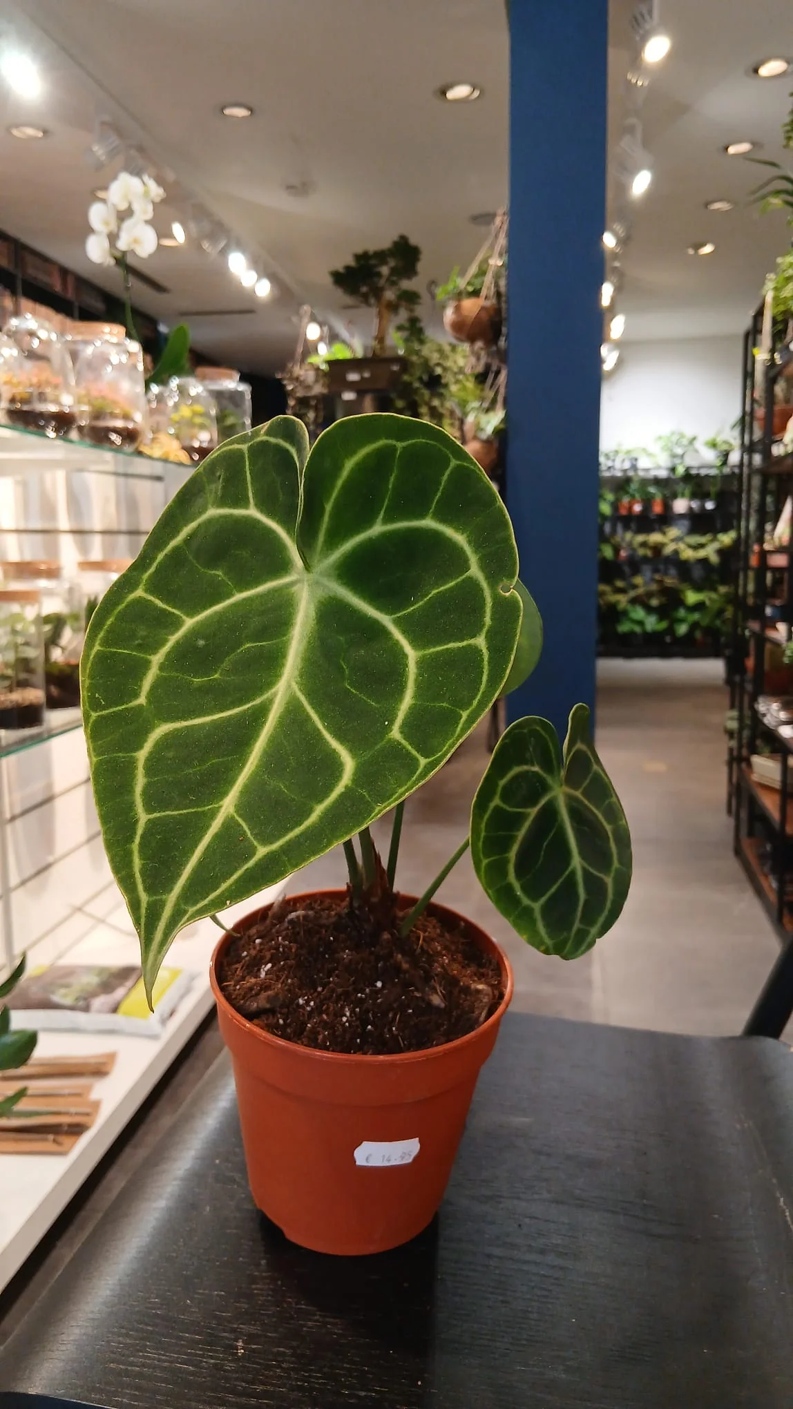 Anthurium Clarinervium - Image 3