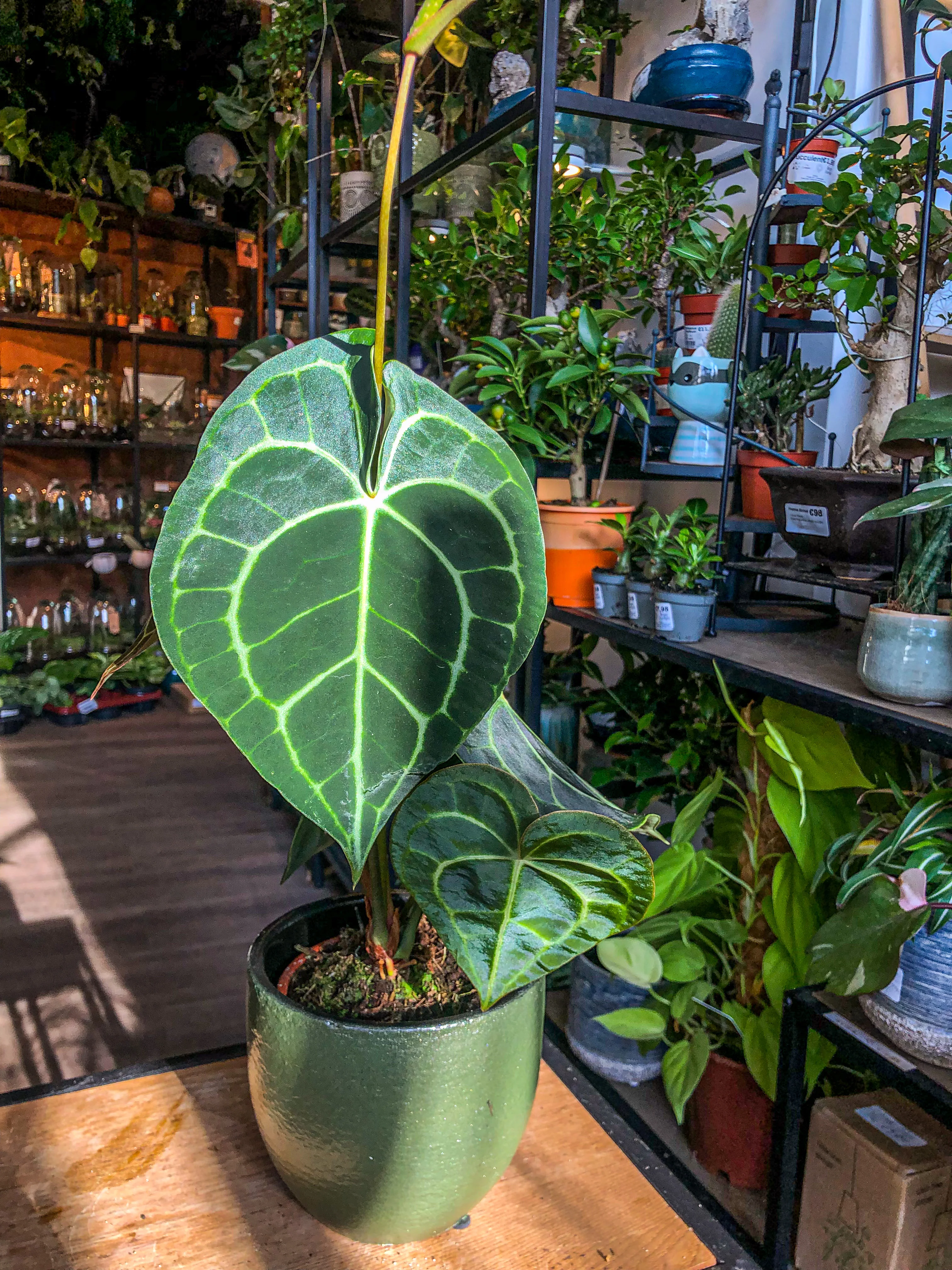 Anthurium Clarinervium - Image 4