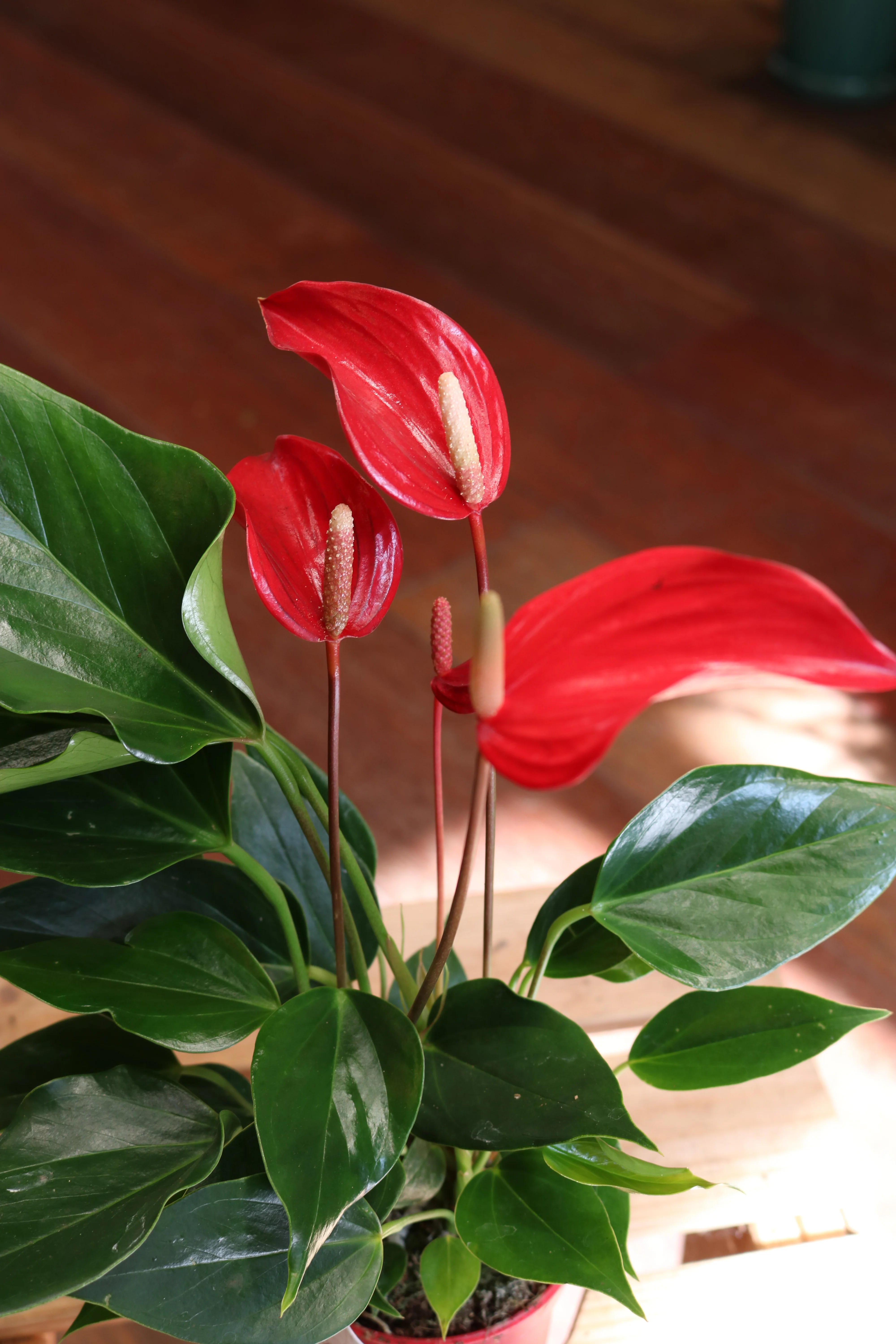 Anthurium 'Spirit' - Image 2