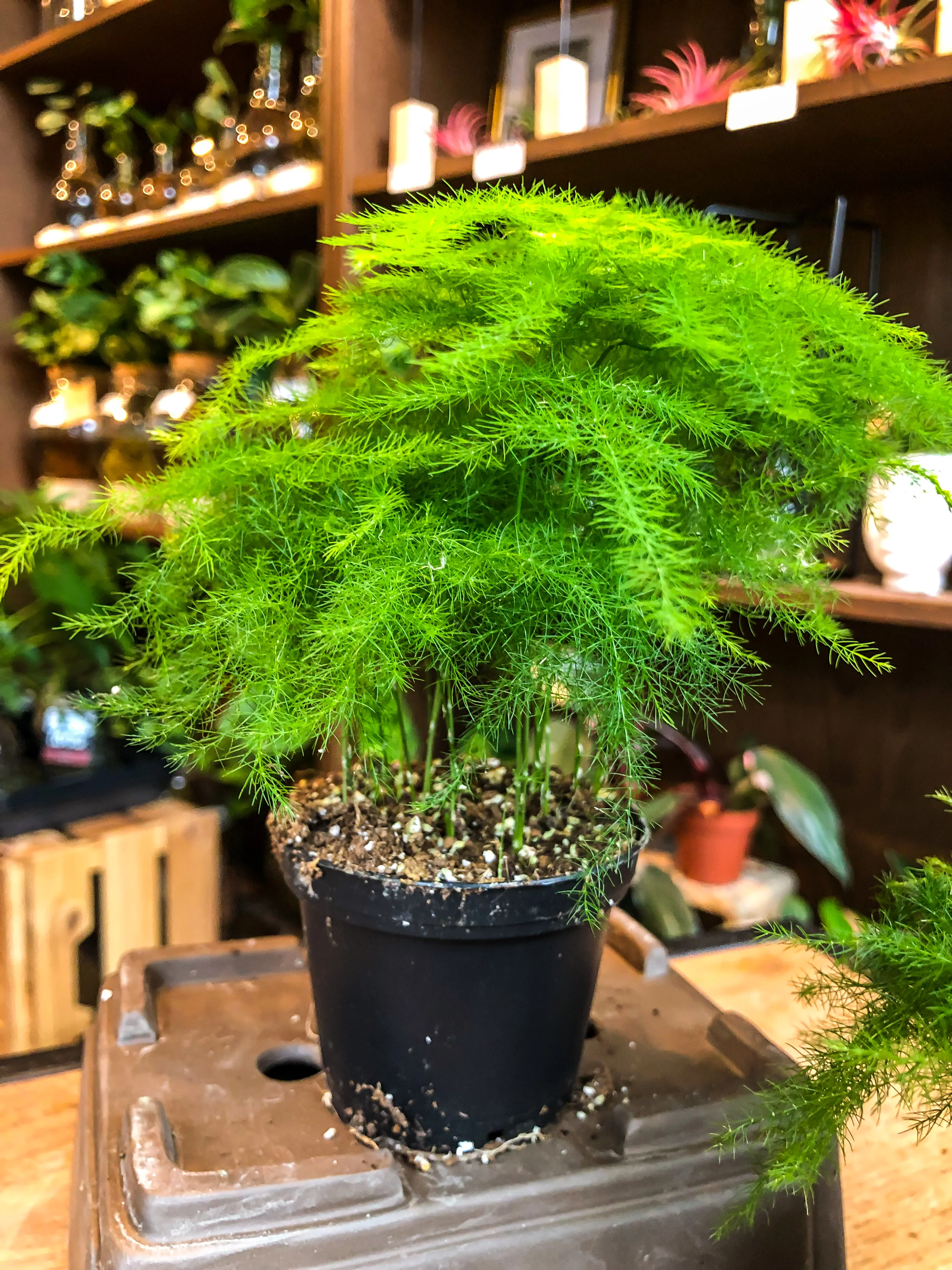 Asparagus Plumosus Fern - Image 2