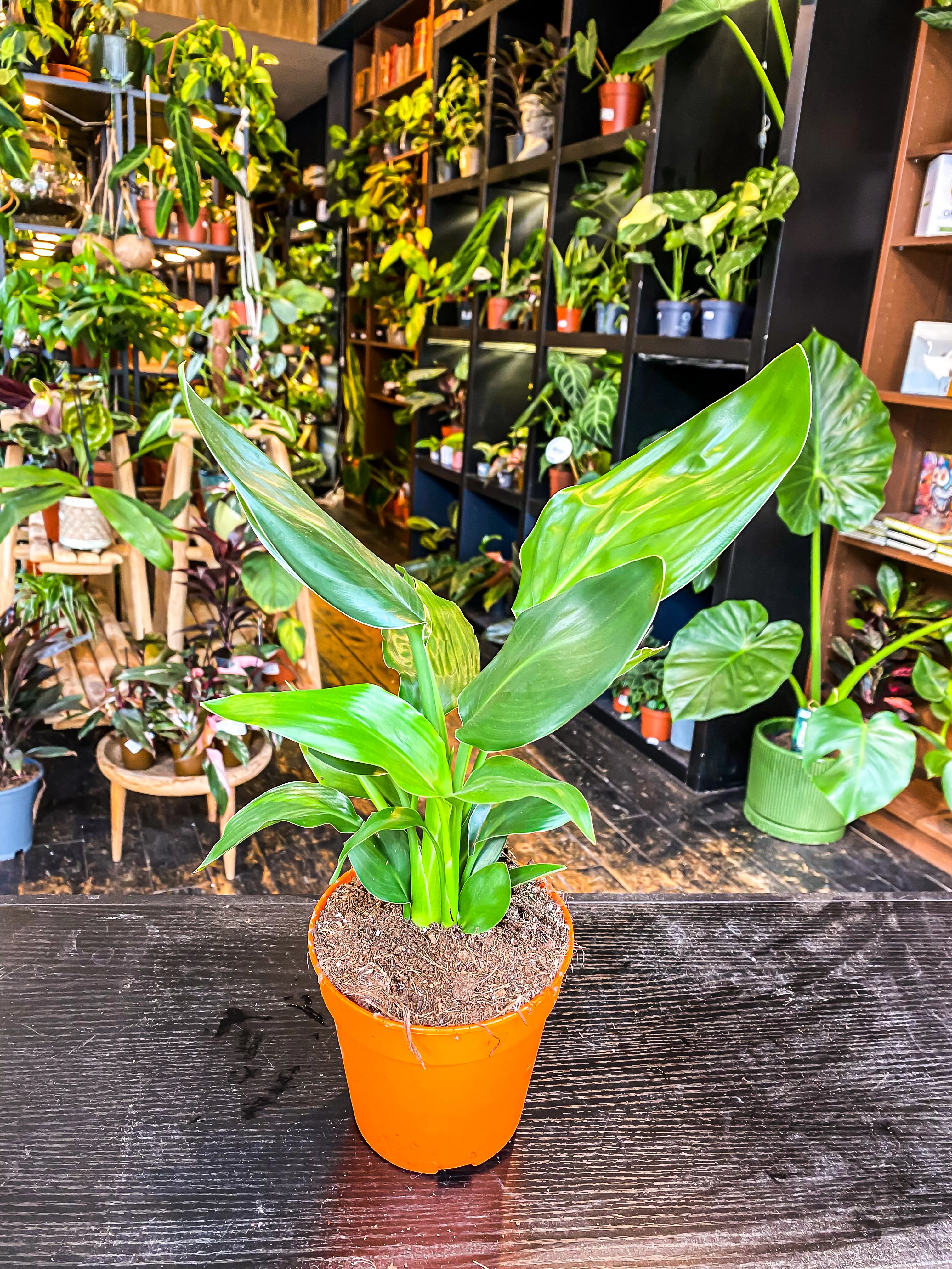 Bird of Paradise  (Strelitzia) - Image 2
