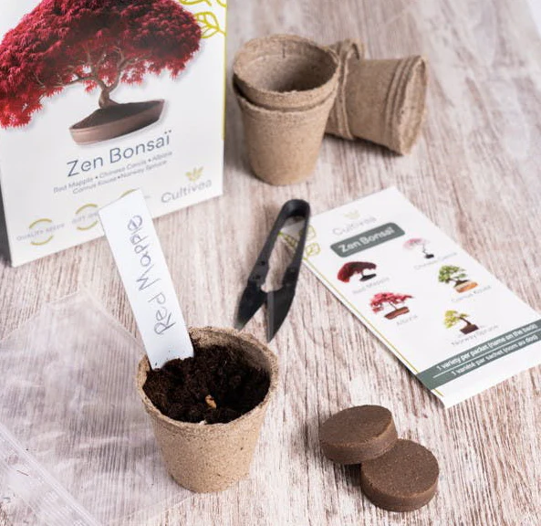 Bonsai Grow Kit | Zen bonsai - Image 4
