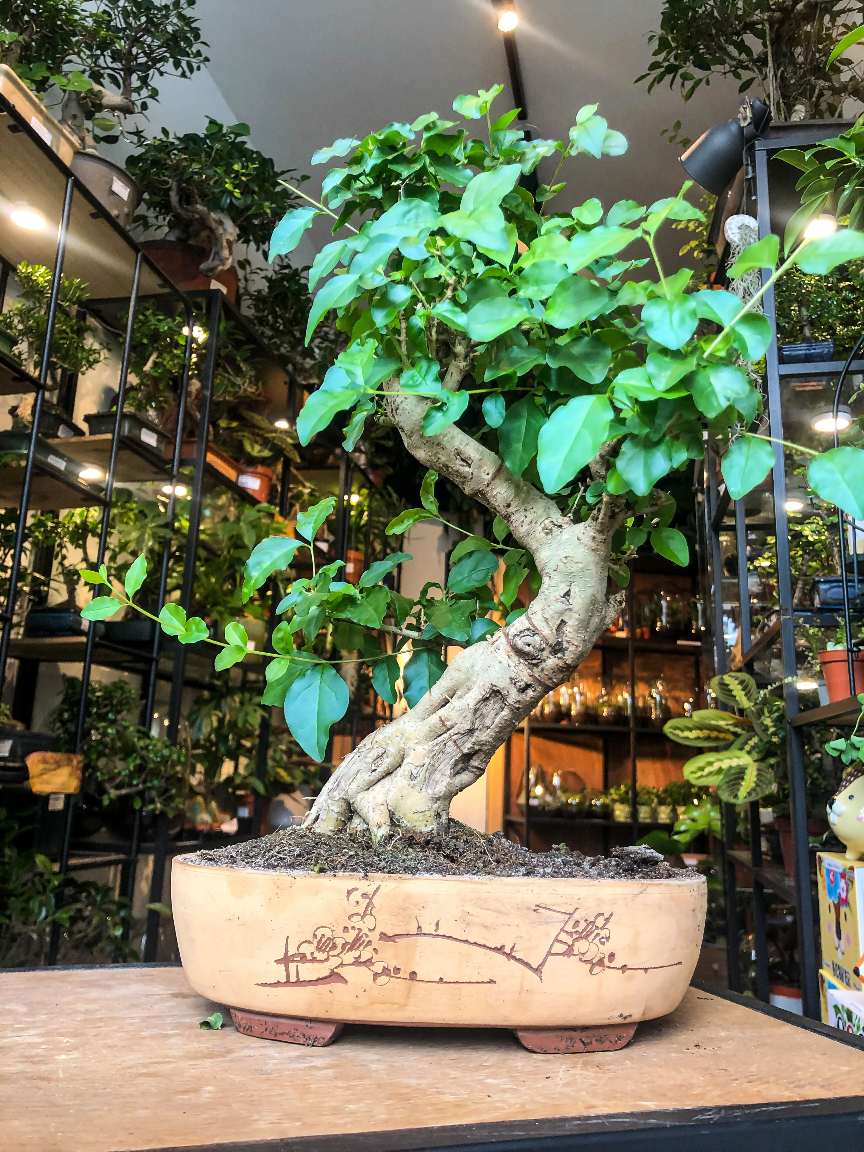 Bonsai Pot - with Chinese calligraphy - Image 3