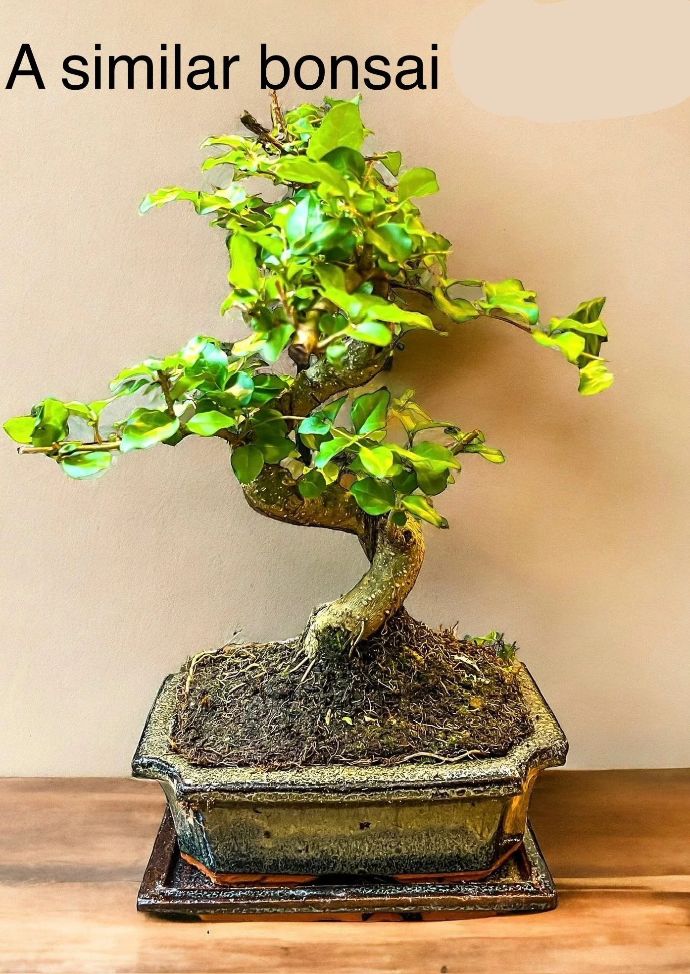 Private Bonsai Workshop | 8 people and up - Image 3