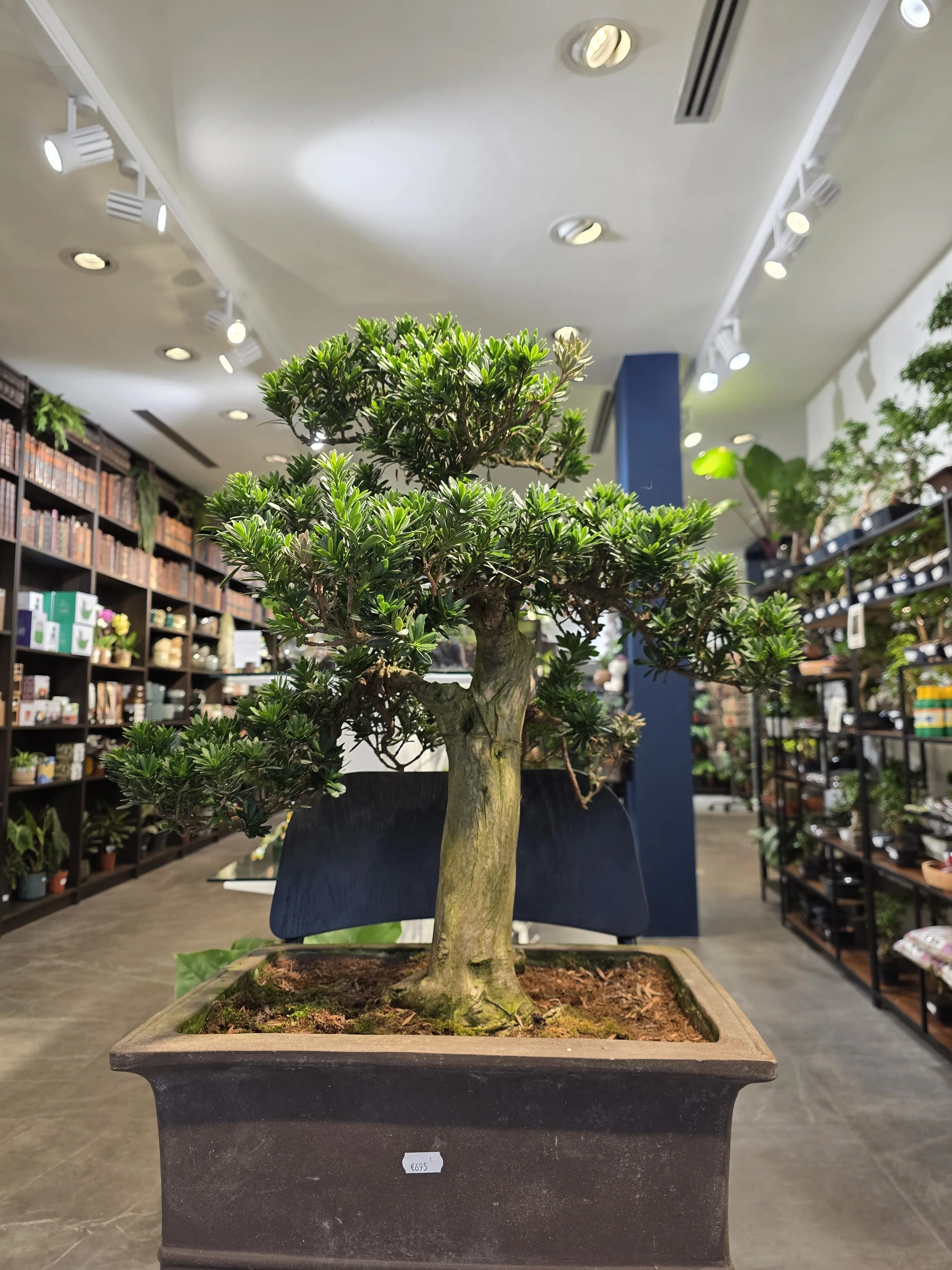 Buddhist Pine (Podocarpus) - Image 3
