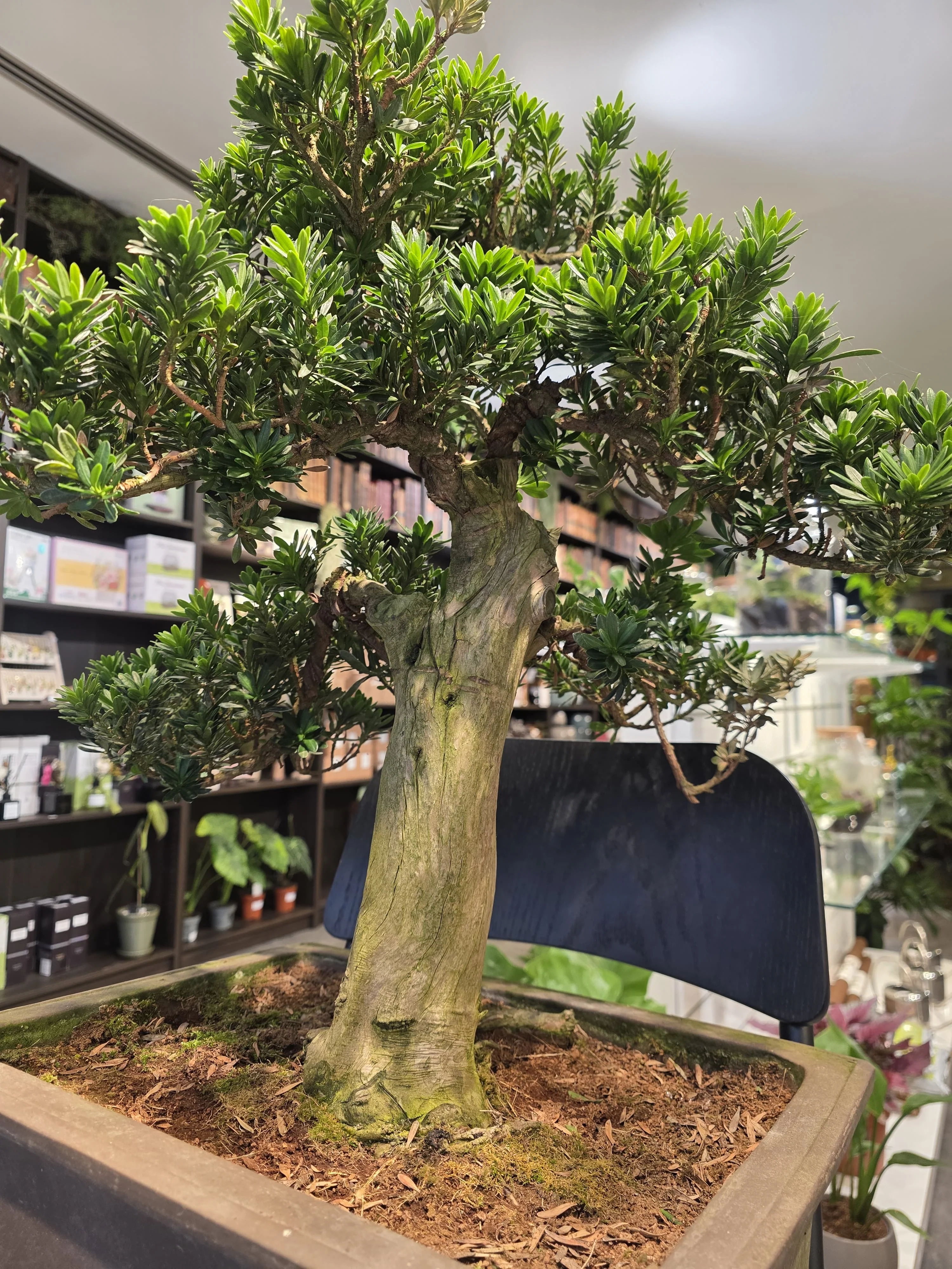Buddhist Pine (Podocarpus) - Image 6
