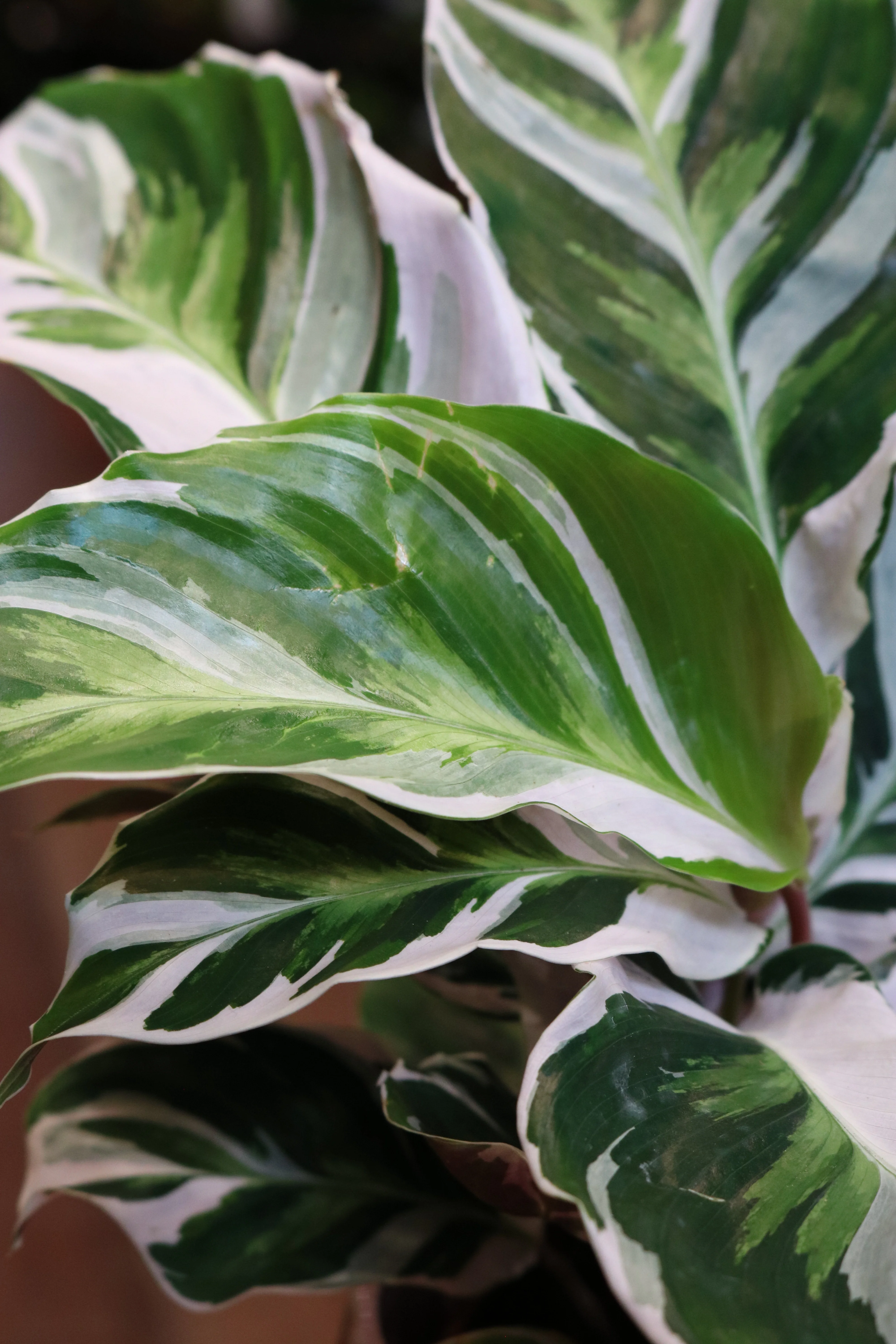 Calathea 'Fusion White' (mini) - Image 3