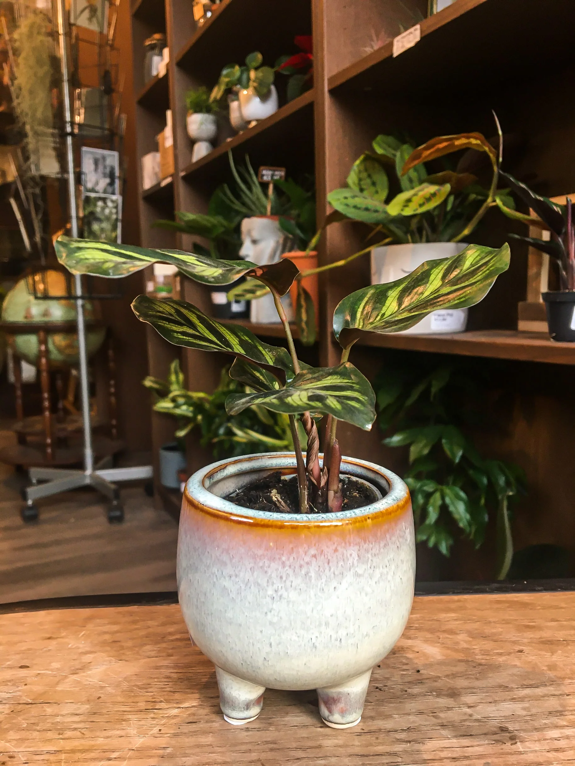 Calathea Makoyana mini - Image 3