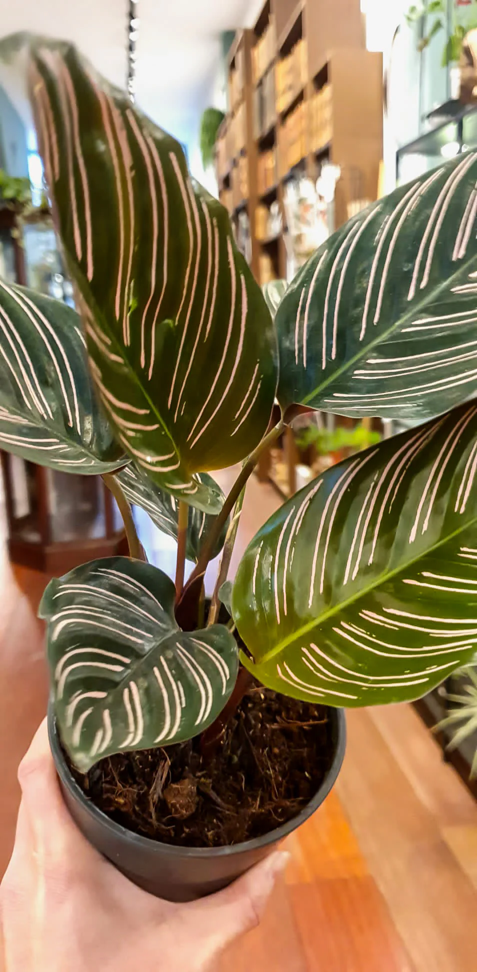 Calathea  sanderiana Ornata - Image 3