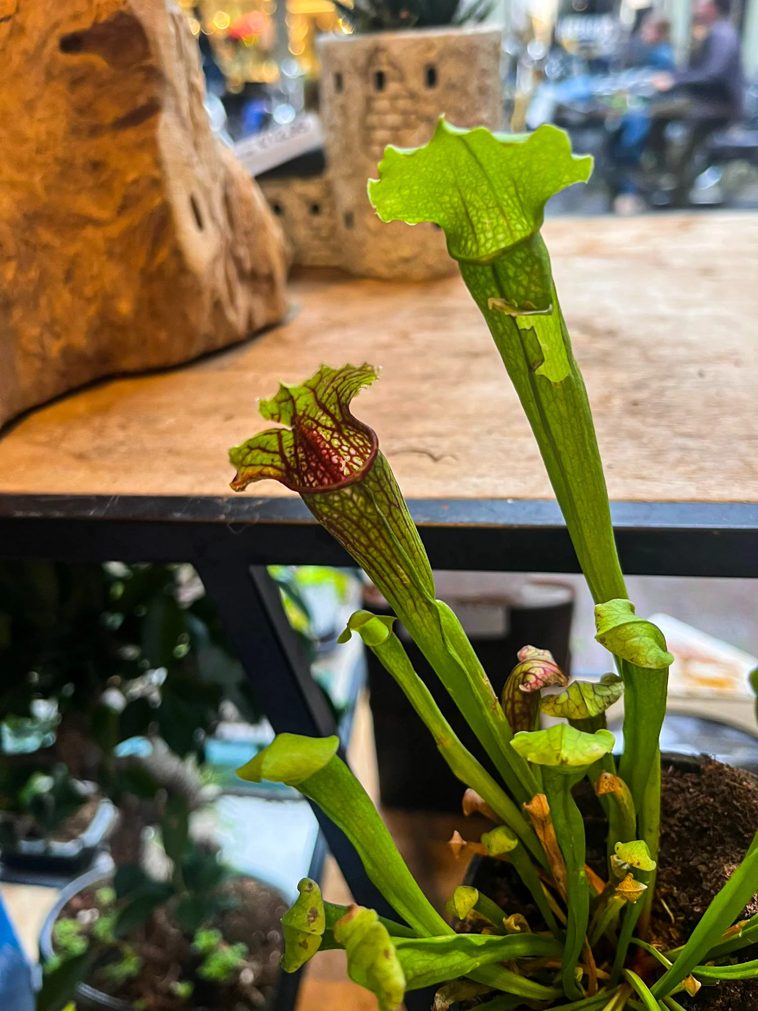 Carnivorous Plants - Trumpet pitchers | Sarracenia - Image 3