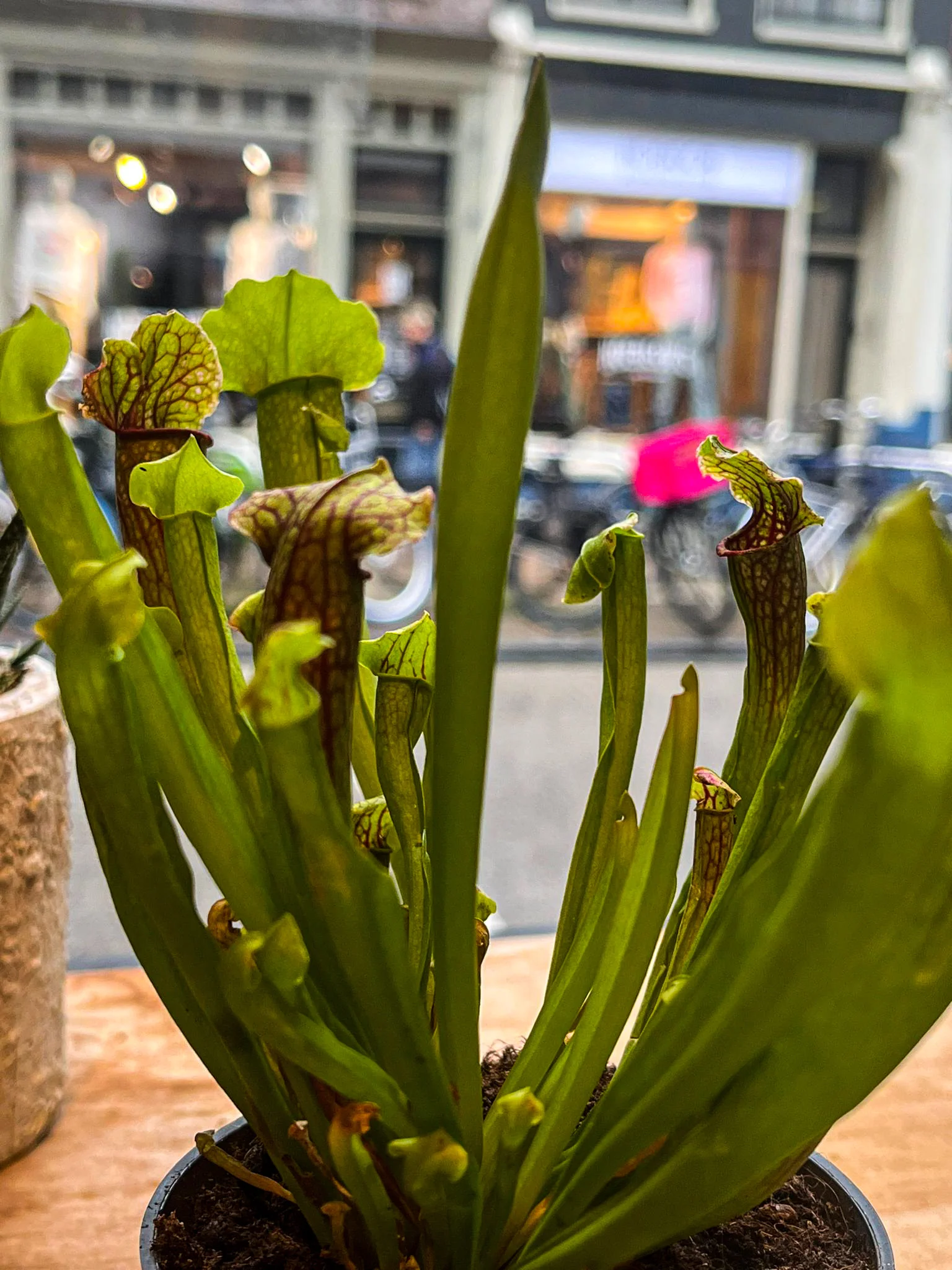 Carnivorous Plants - Trumpet pitchers | Sarracenia - Image 4