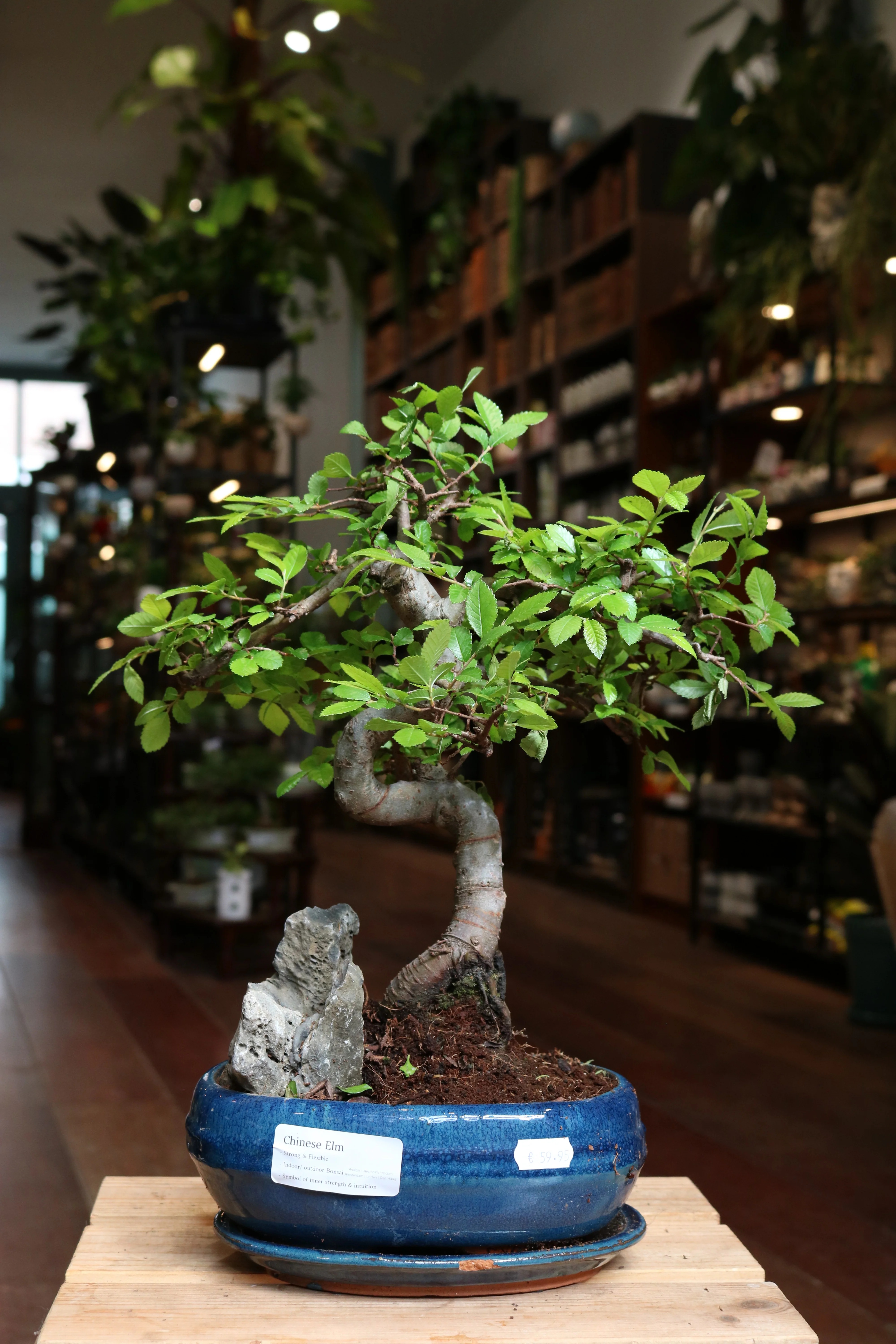 Chinese Elm Bonsai | Moyogi style (S-shaped, informal upright style) with rock - Image 3