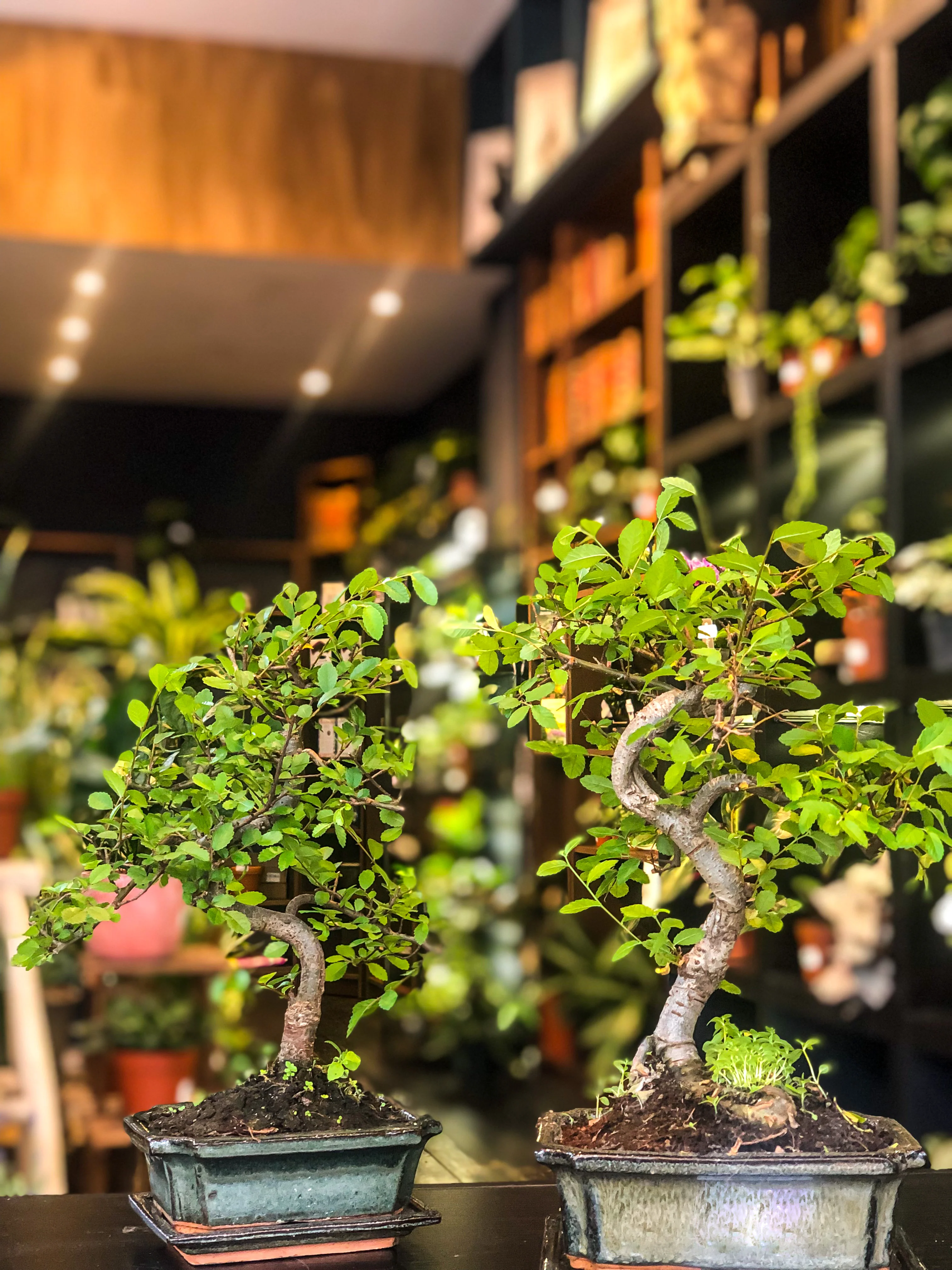 Chinese Elm Bonsai | Moyogi Style (S-shaped, Informal Upright Style) - Image 3