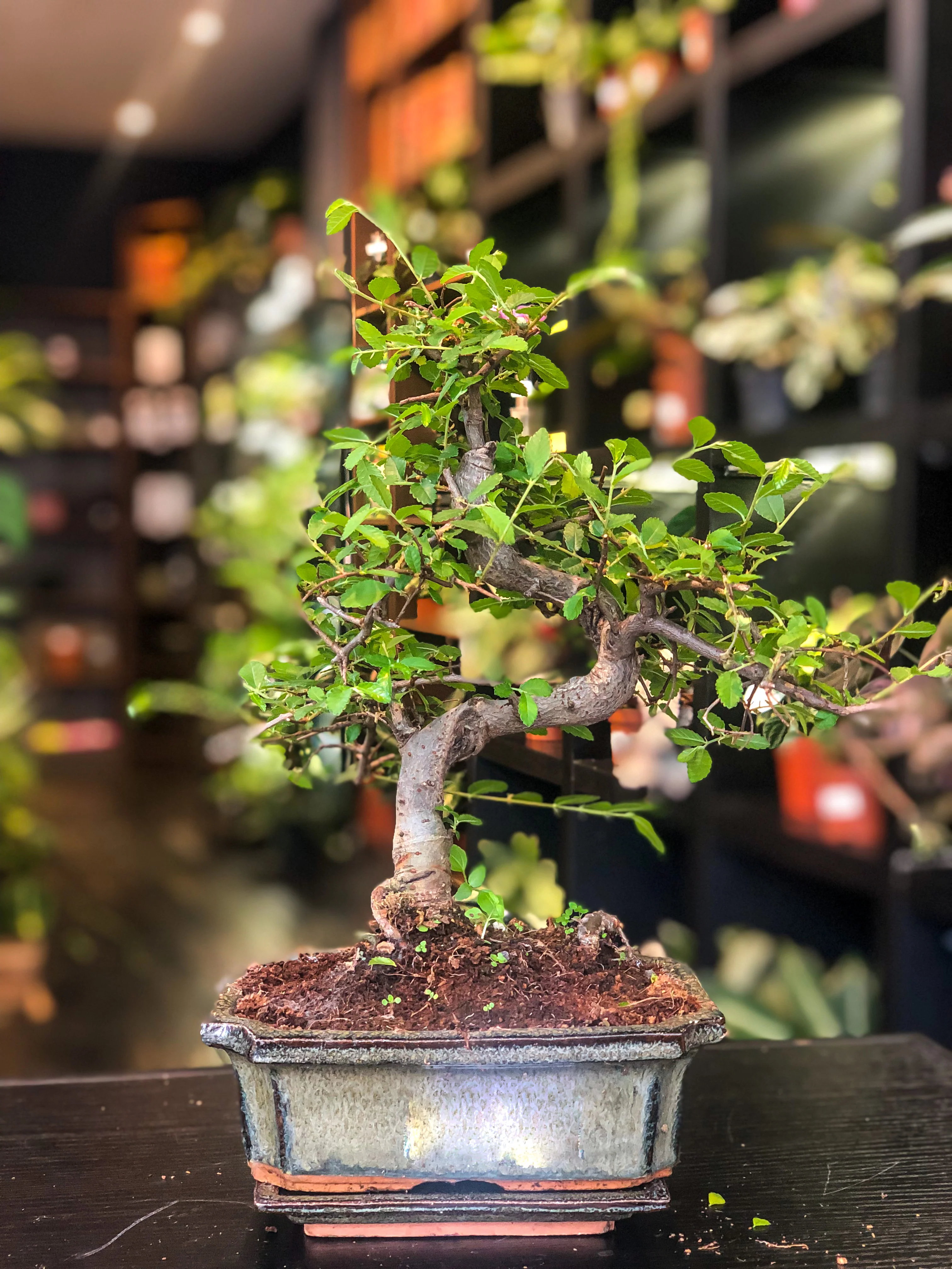 Chinese Elm Bonsai | Moyogi Style (S-shaped, Informal Upright Style) - Image 4