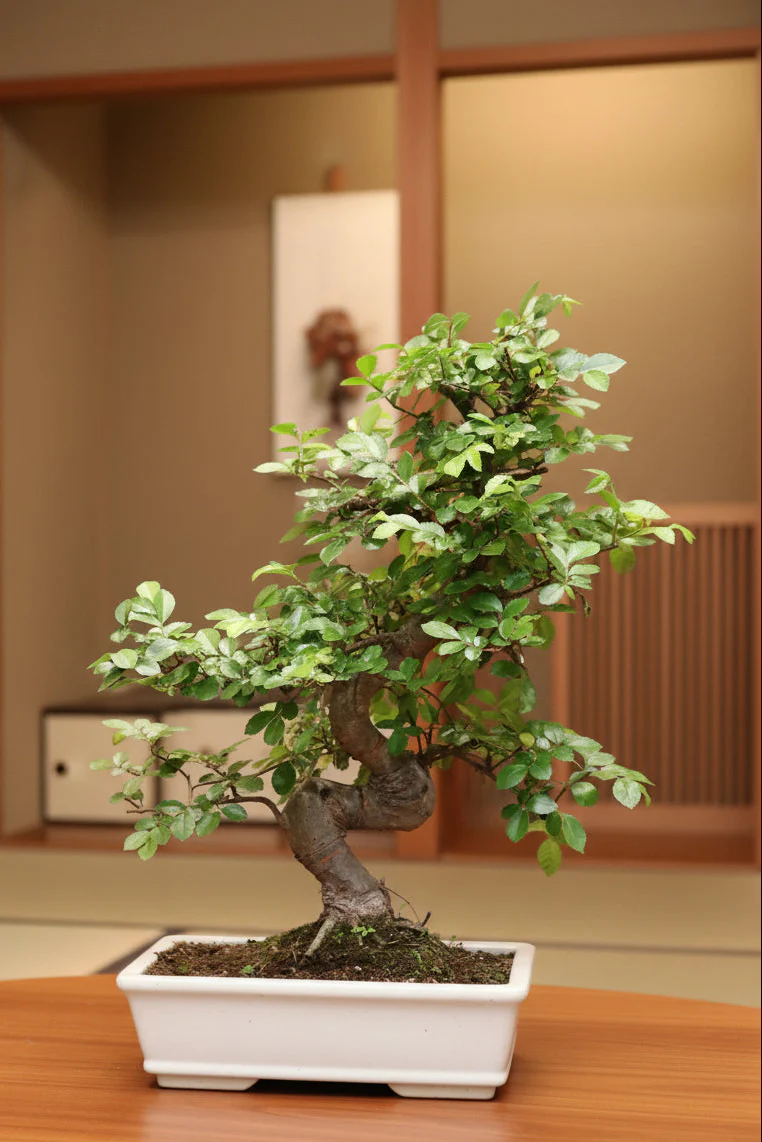 Chinese Elm Bonsai | Moyogi Style (S-shaped, Informal Upright Style) - Image 5