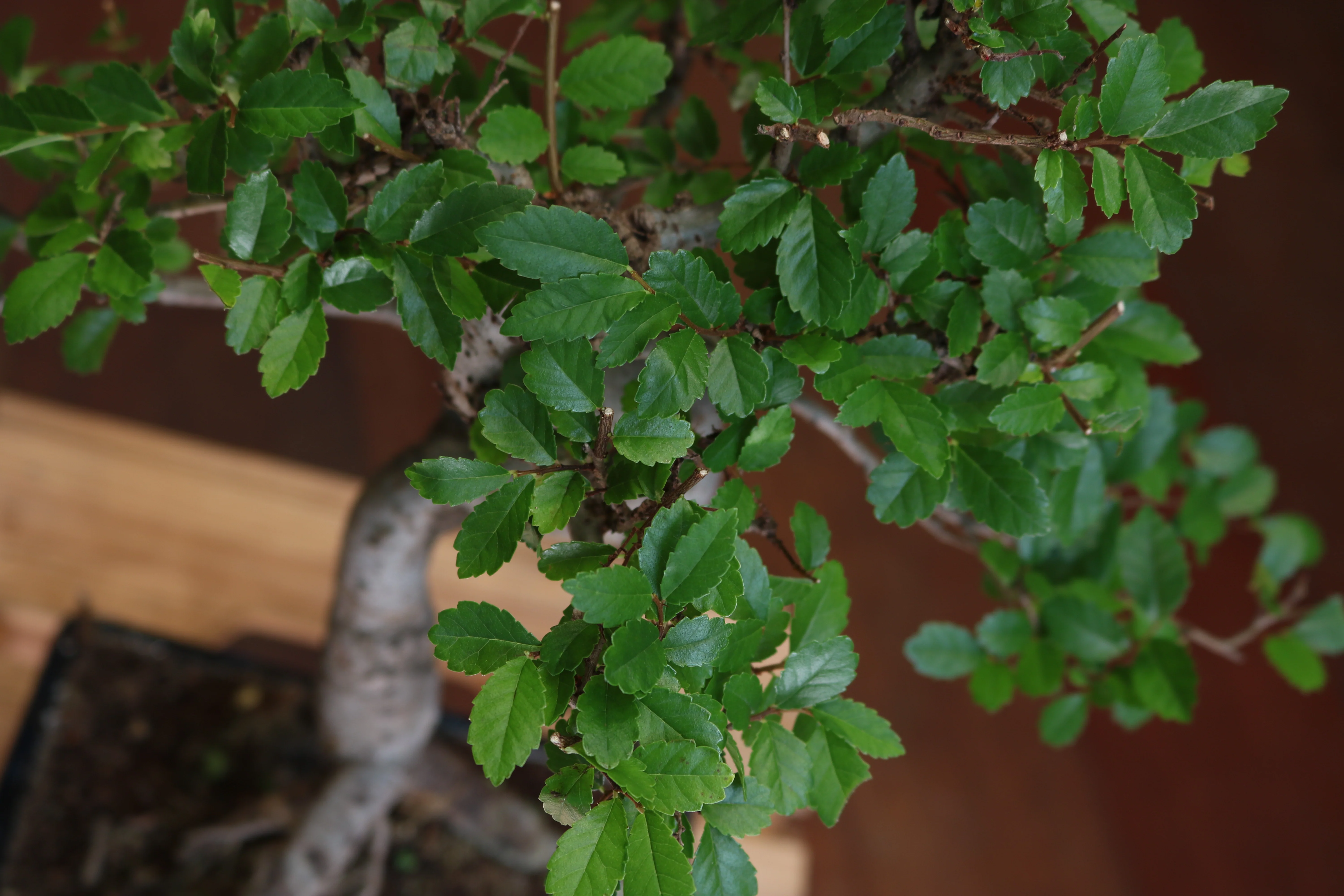 Chinese Elm Bonsai | Moyogi Style (S-shaped, Informal Upright Style) - Image 6