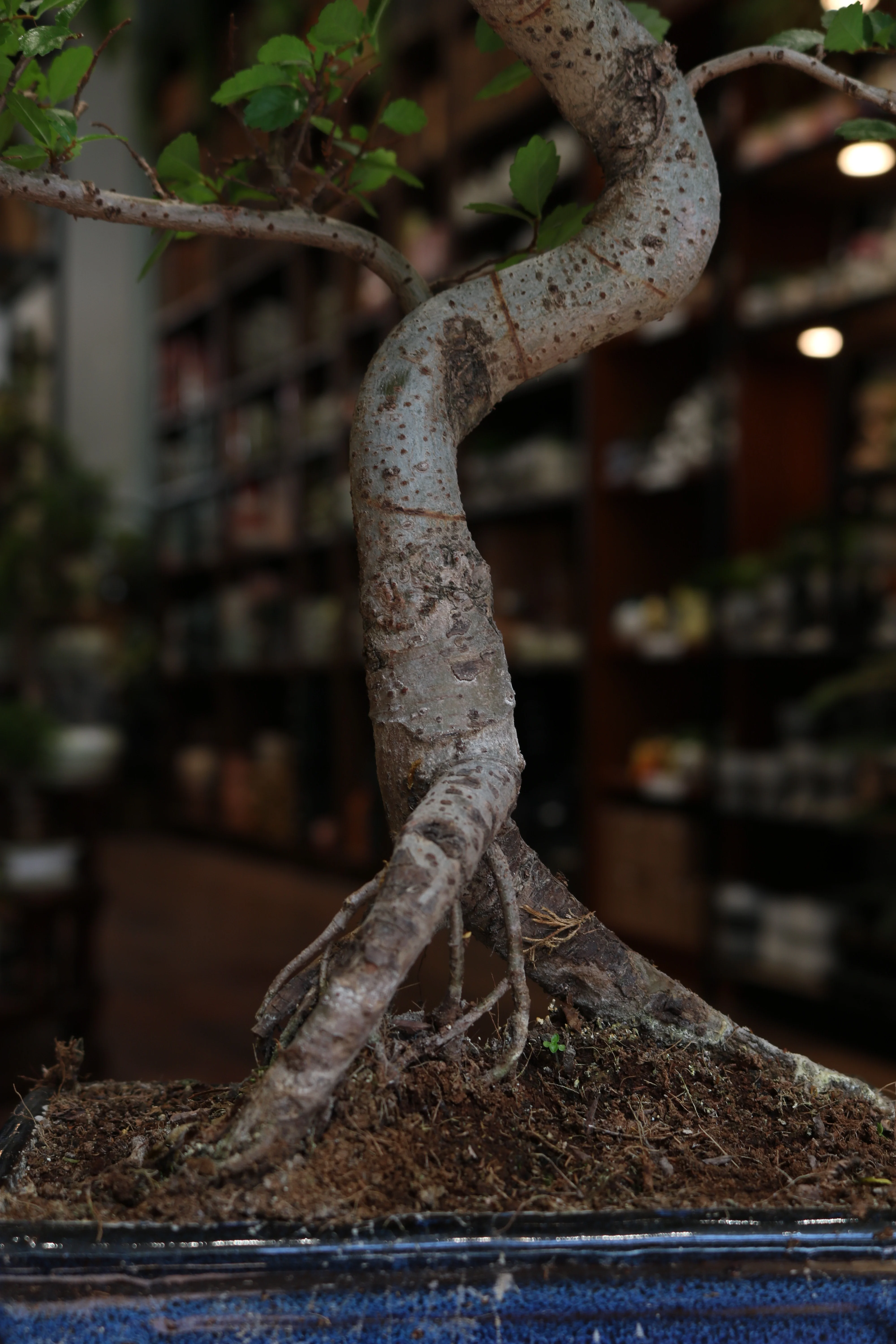 Chinese Elm Bonsai | Moyogi Style (S-shaped, Informal Upright Style) - Image 7