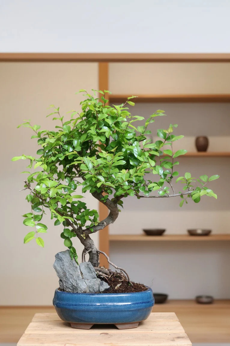 Indoor Bonsai