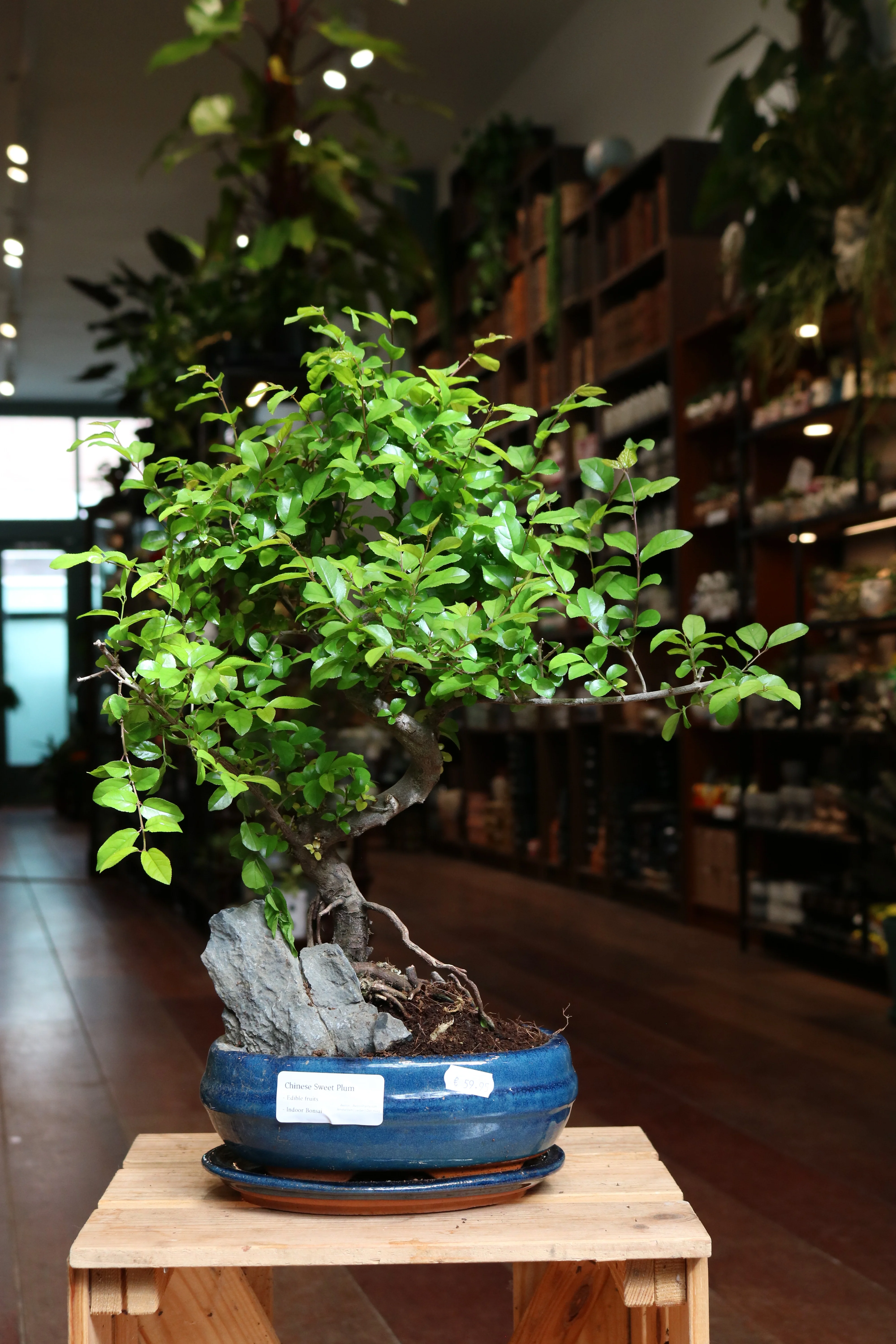 Chinese Sweet Plum Bonsai - Image 3