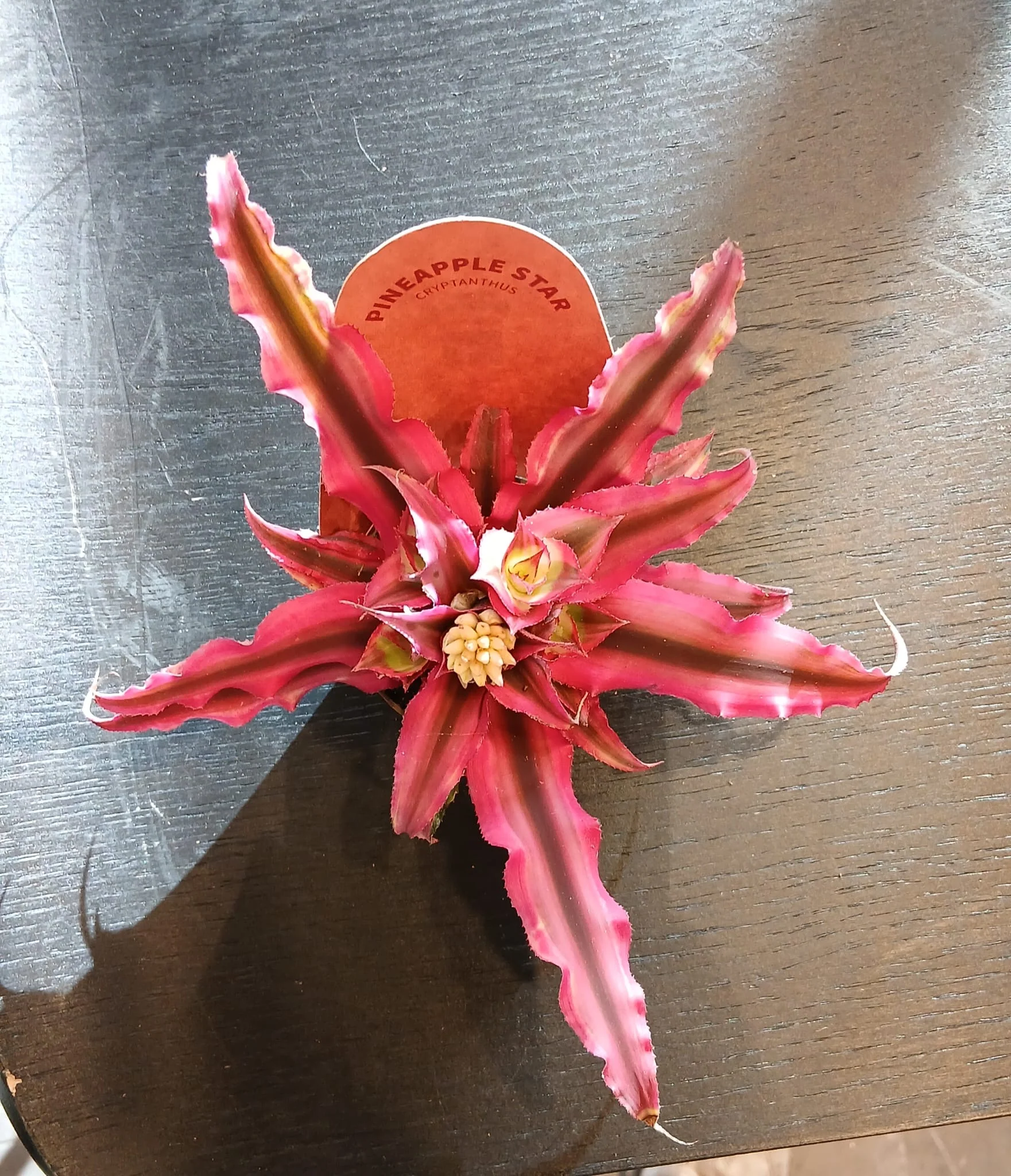 Cryptanthus - pineapple star - Image 2