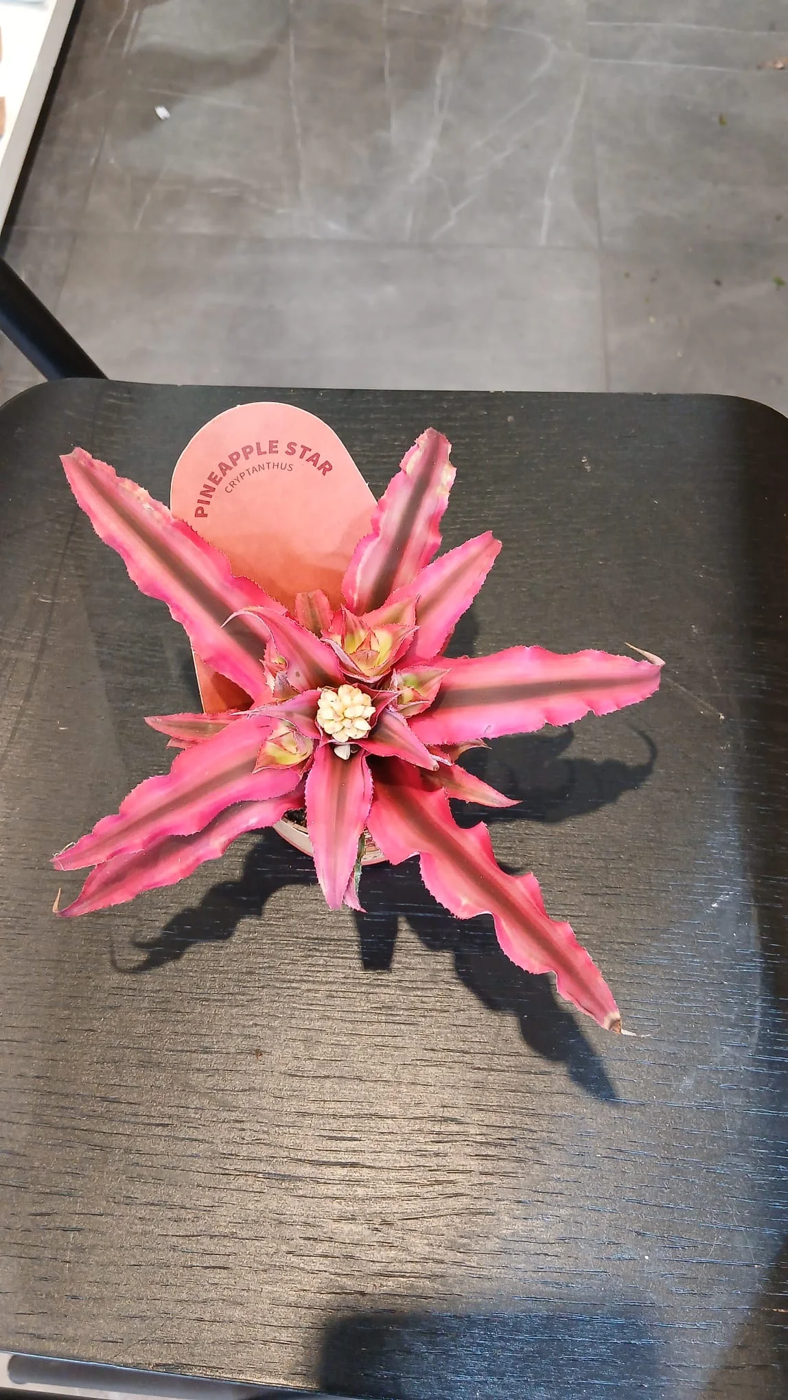 Cryptanthus - pineapple star - Image 3