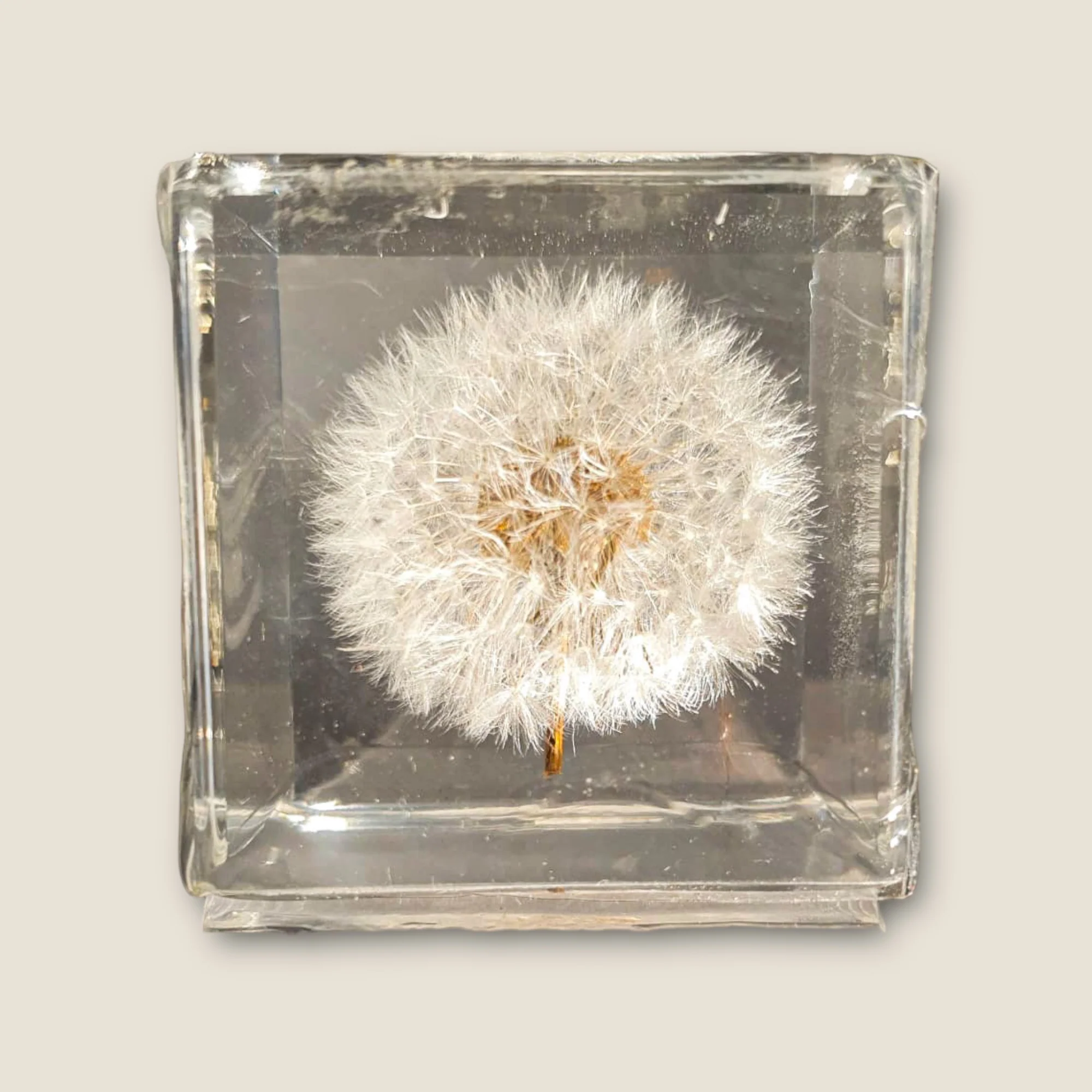 Dandelion in Resin Cube
