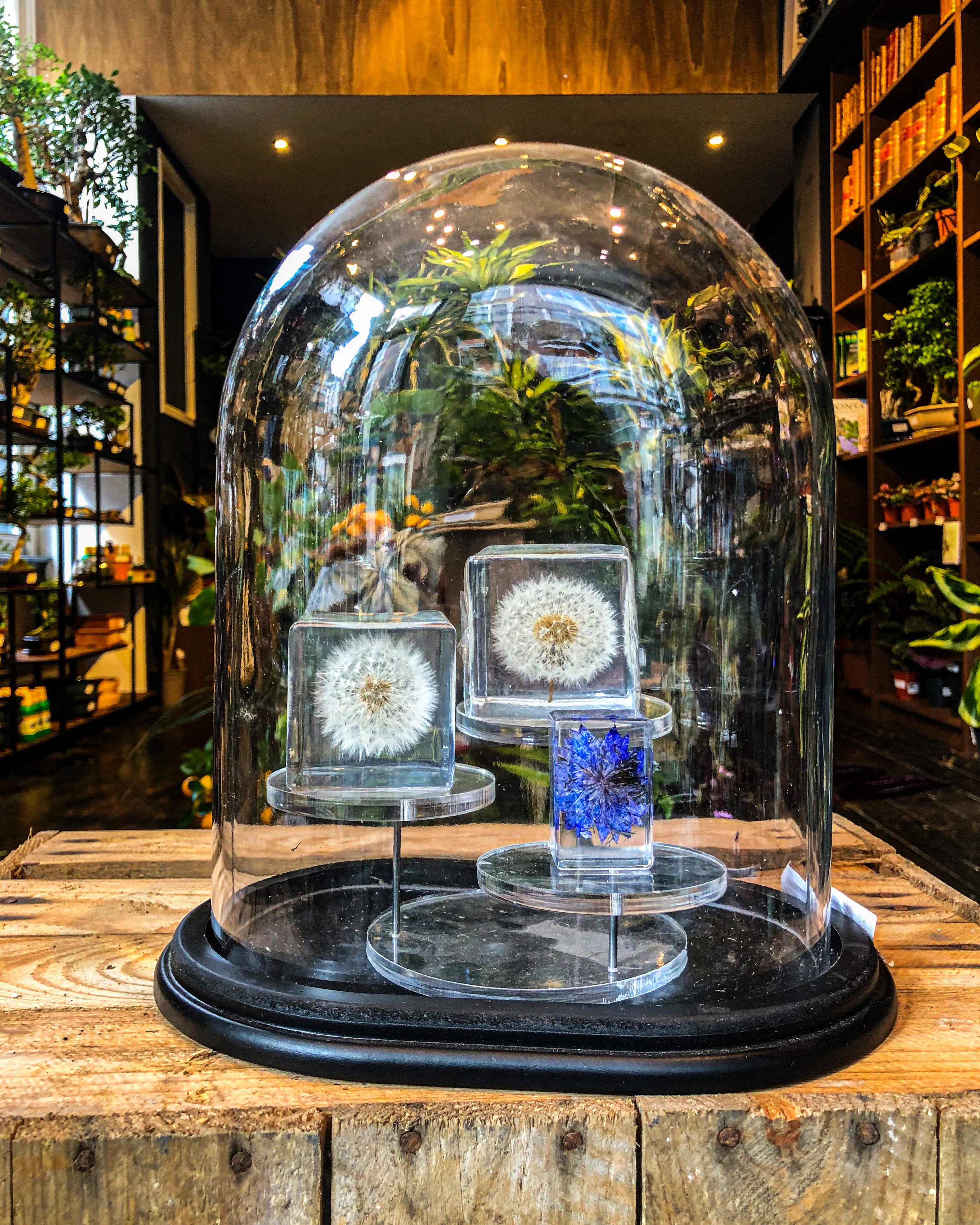 Dandelion in Resin Cube - Image 2