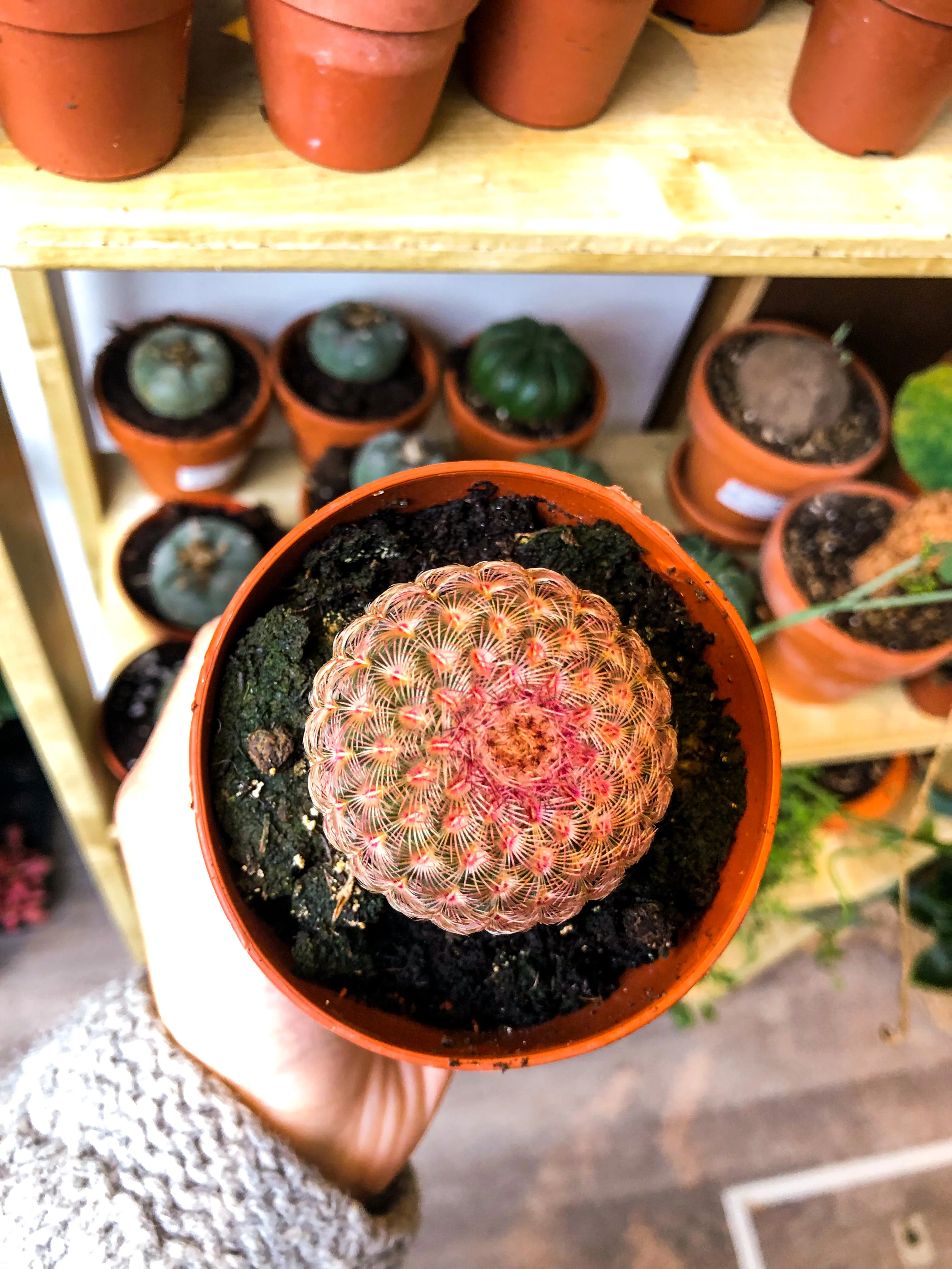 Echinocereus Pectinatus Rubispinus - Image 3