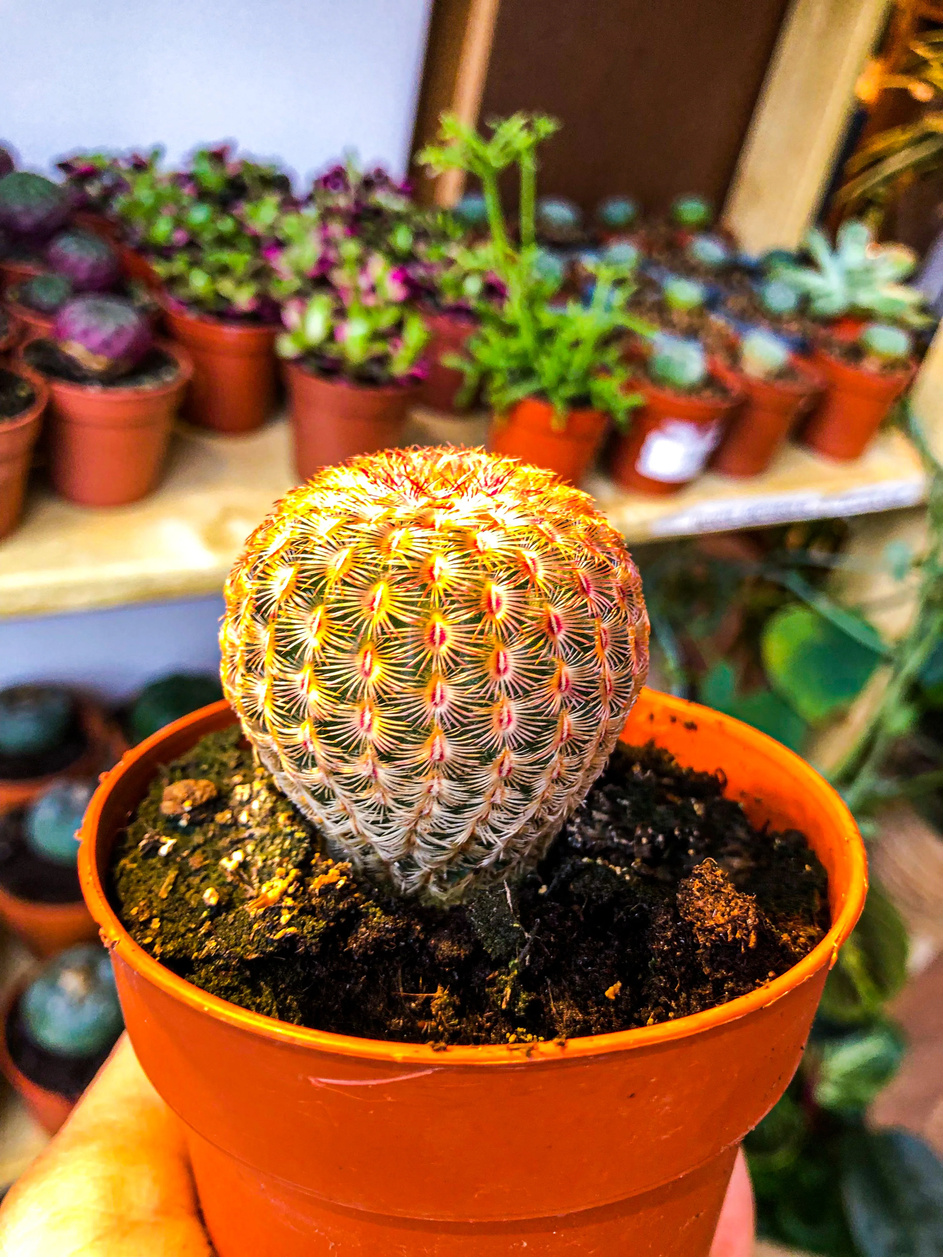 Echinocereus Pectinatus Rubispinus - Image 4