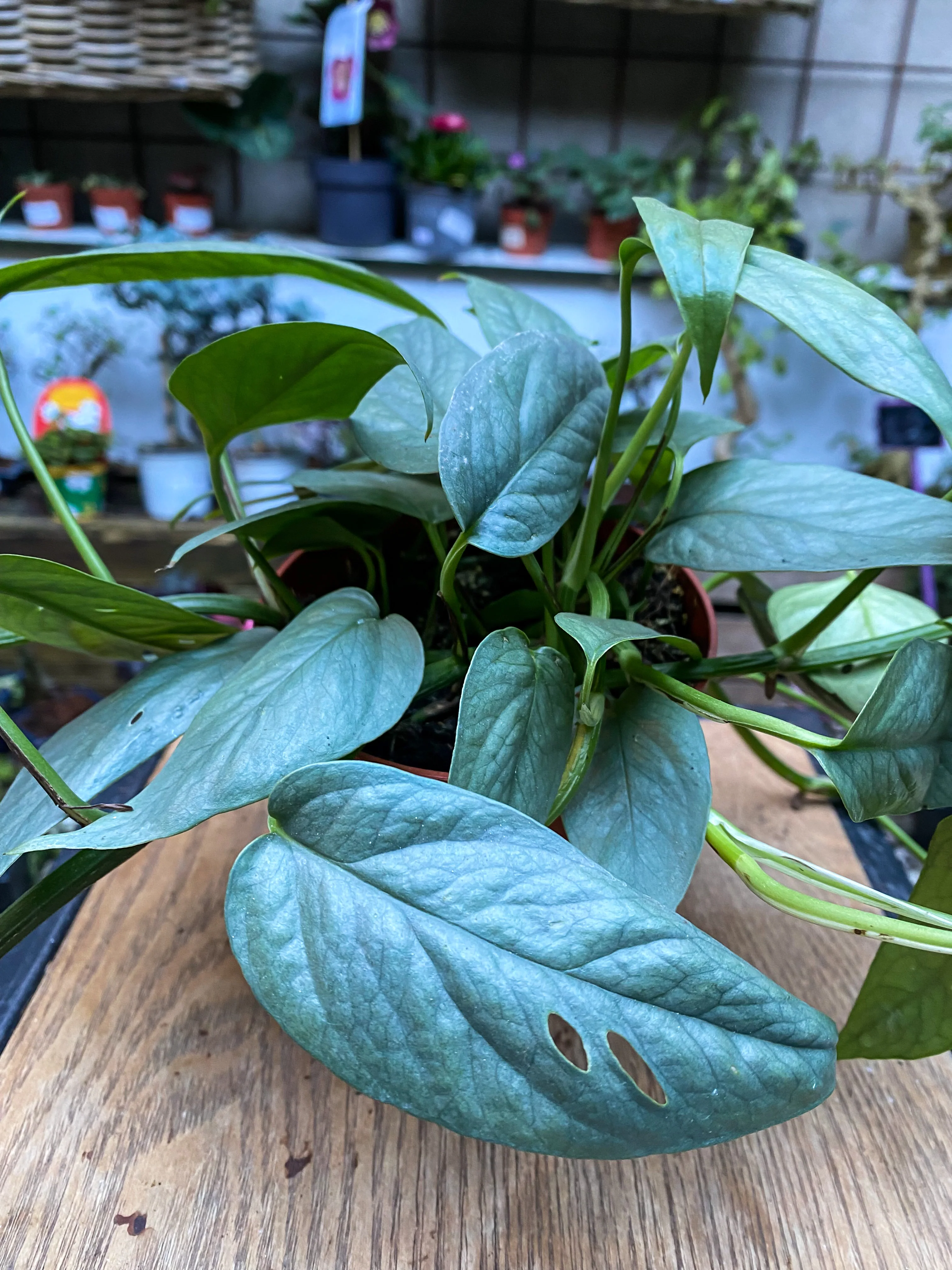 Epipremnum Pinnatum “Cebu Blue” - Image 4