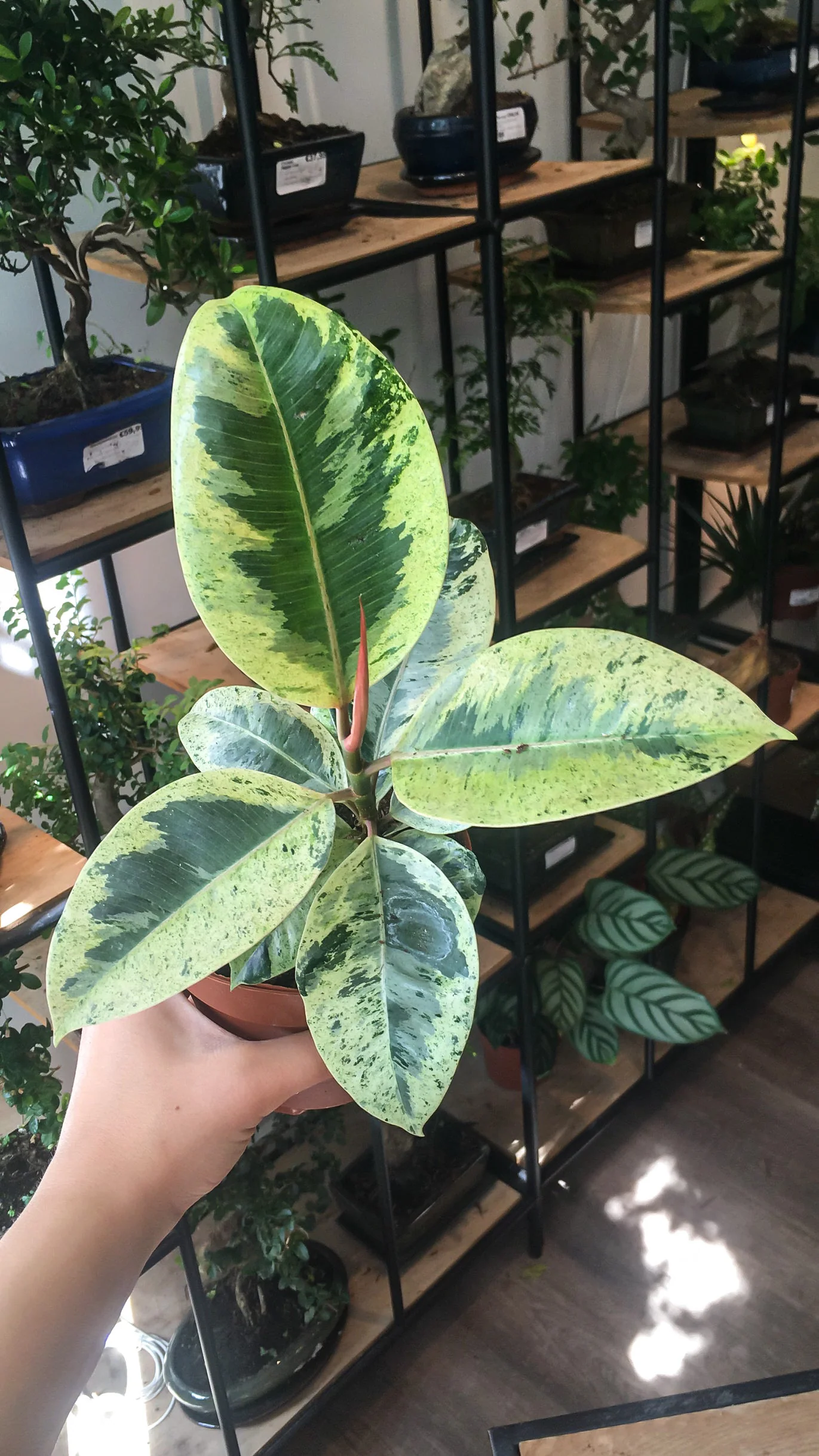 Ficus Elastica Shivereana - Image 2