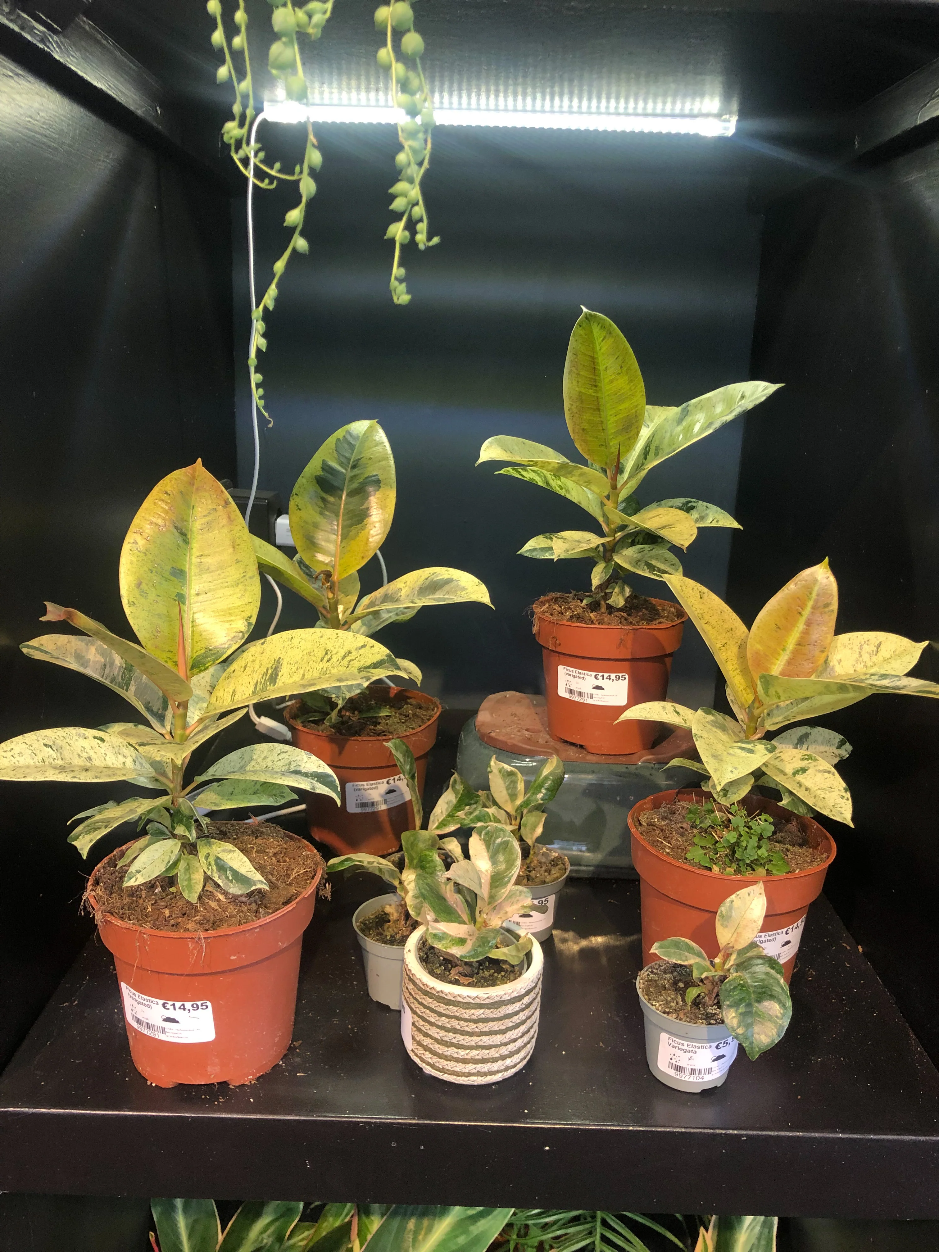 Ficus Elastica Shivereana - Image 3