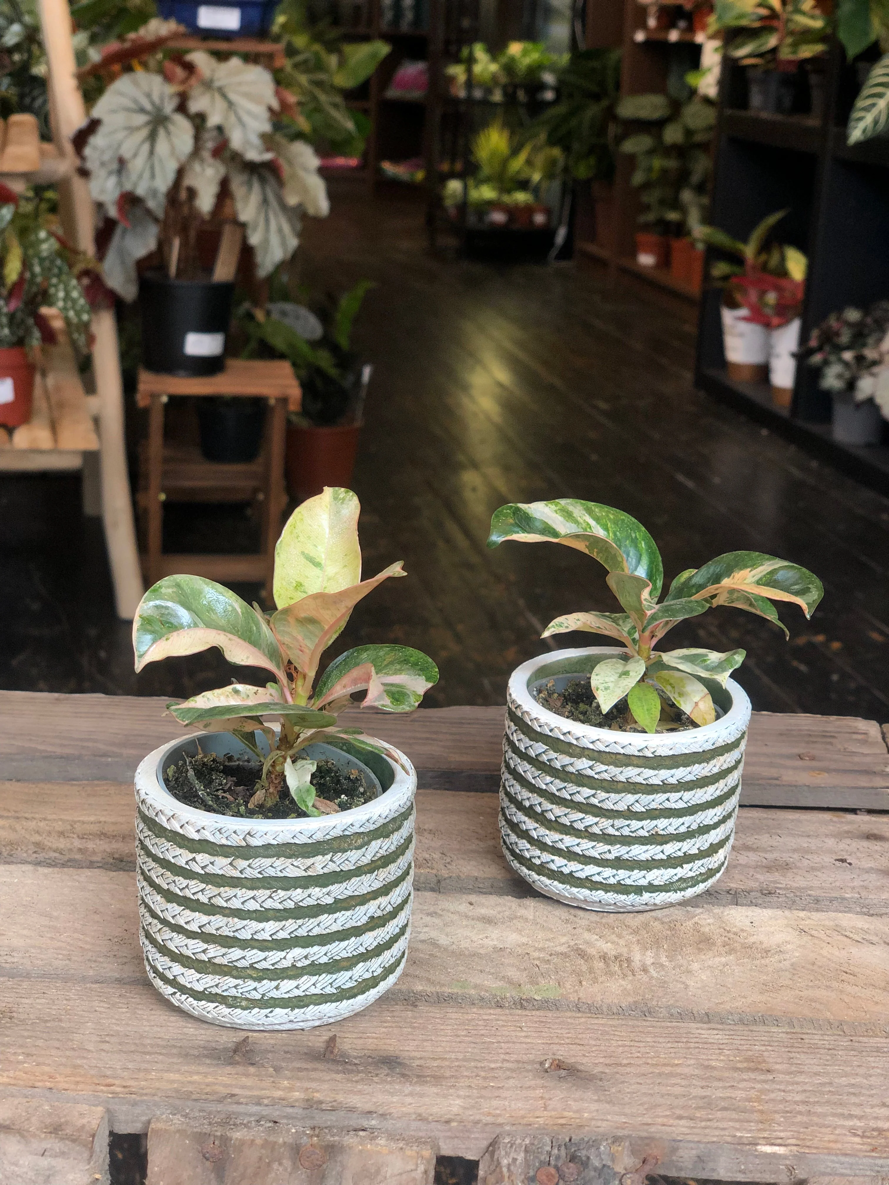 Ficus Elastica Shivereana - Image 4