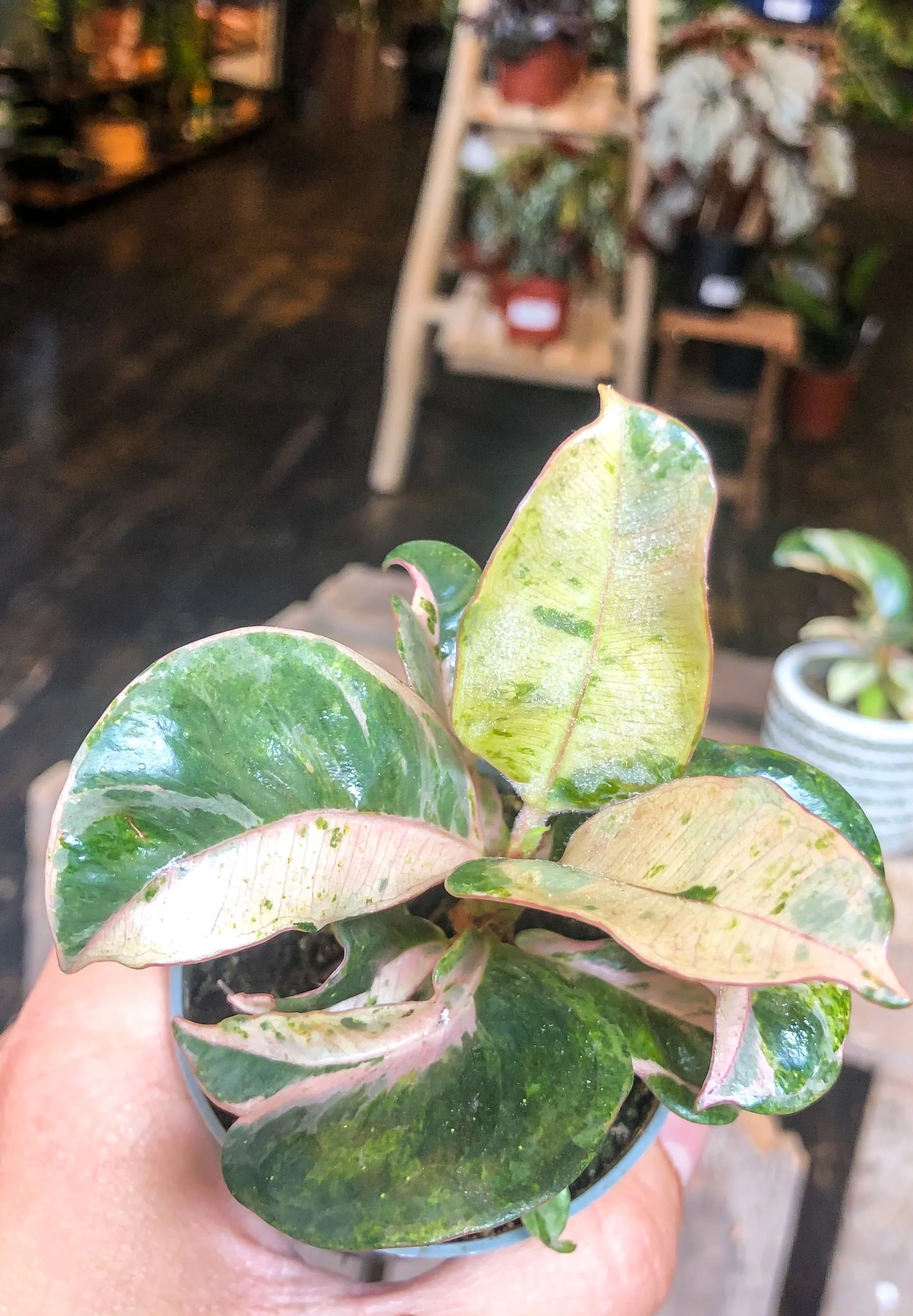Ficus Elastica Shivereana - Image 5