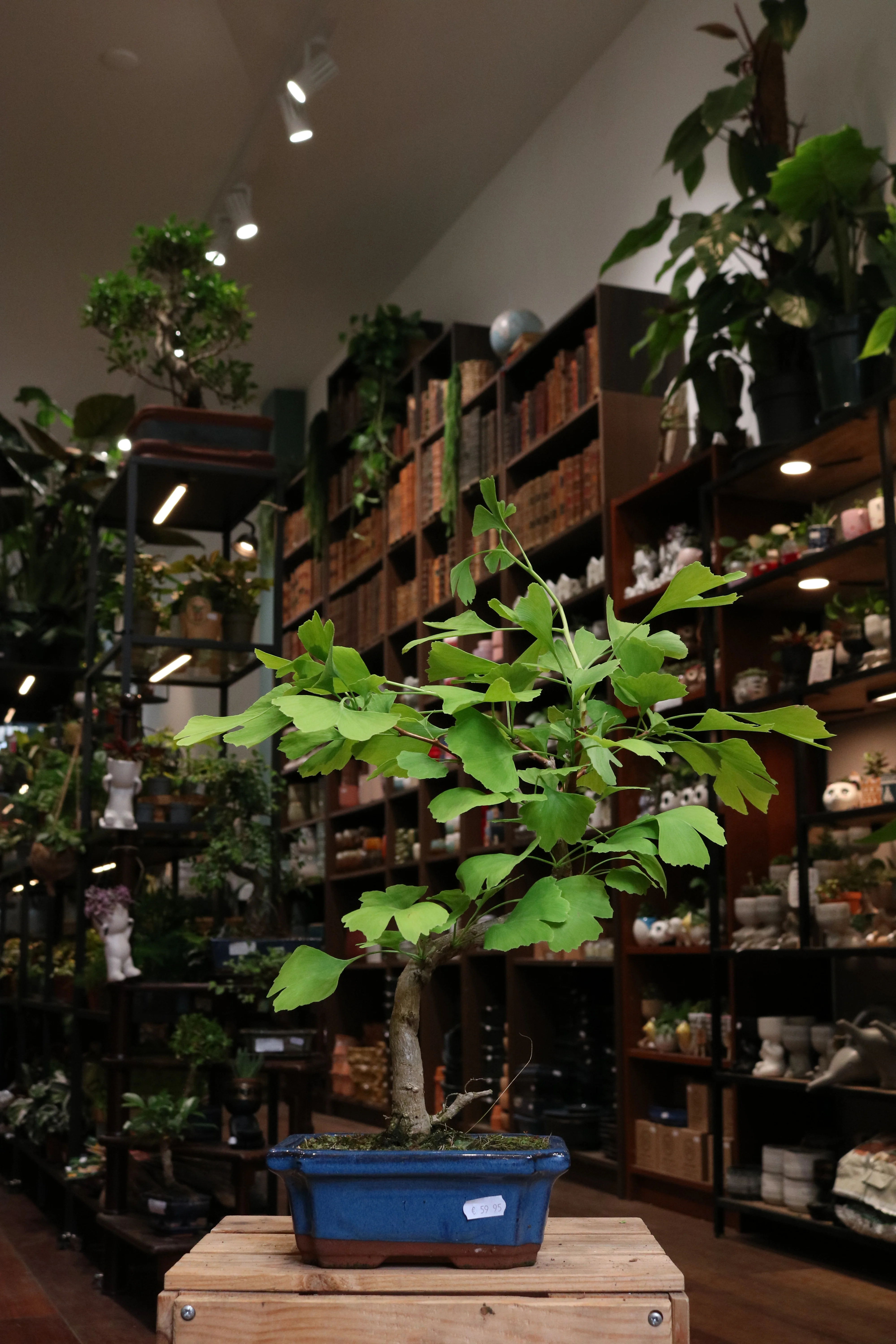 Ginkgo Bonsai - Image 3