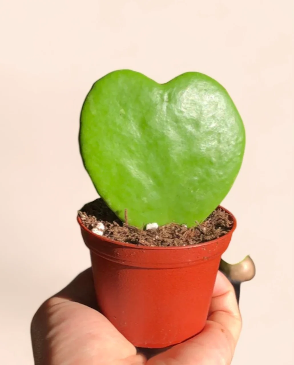 Hoya Kerrii