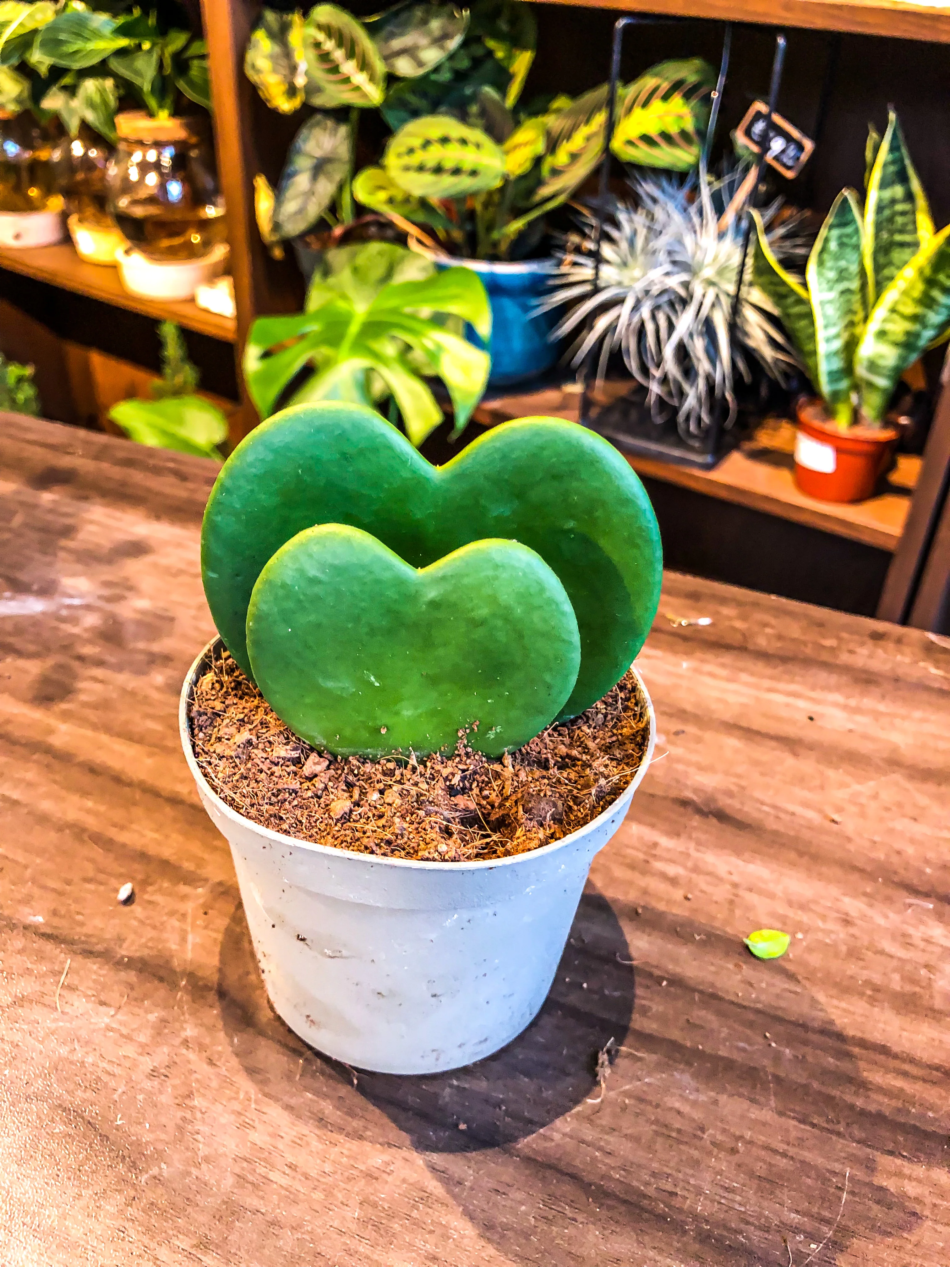 Hoya Kerrii - Image 2