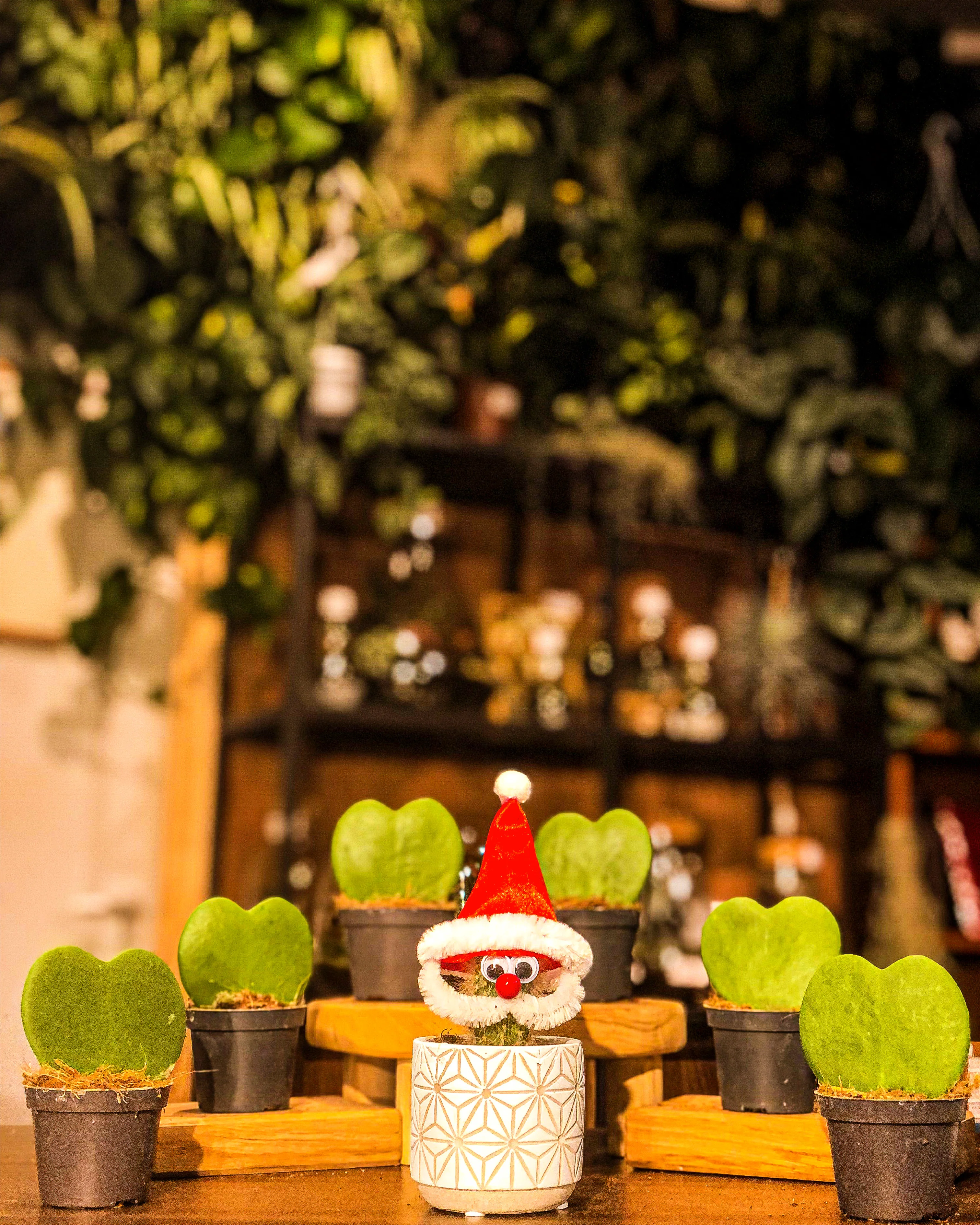 Hoya Kerrii - Image 3