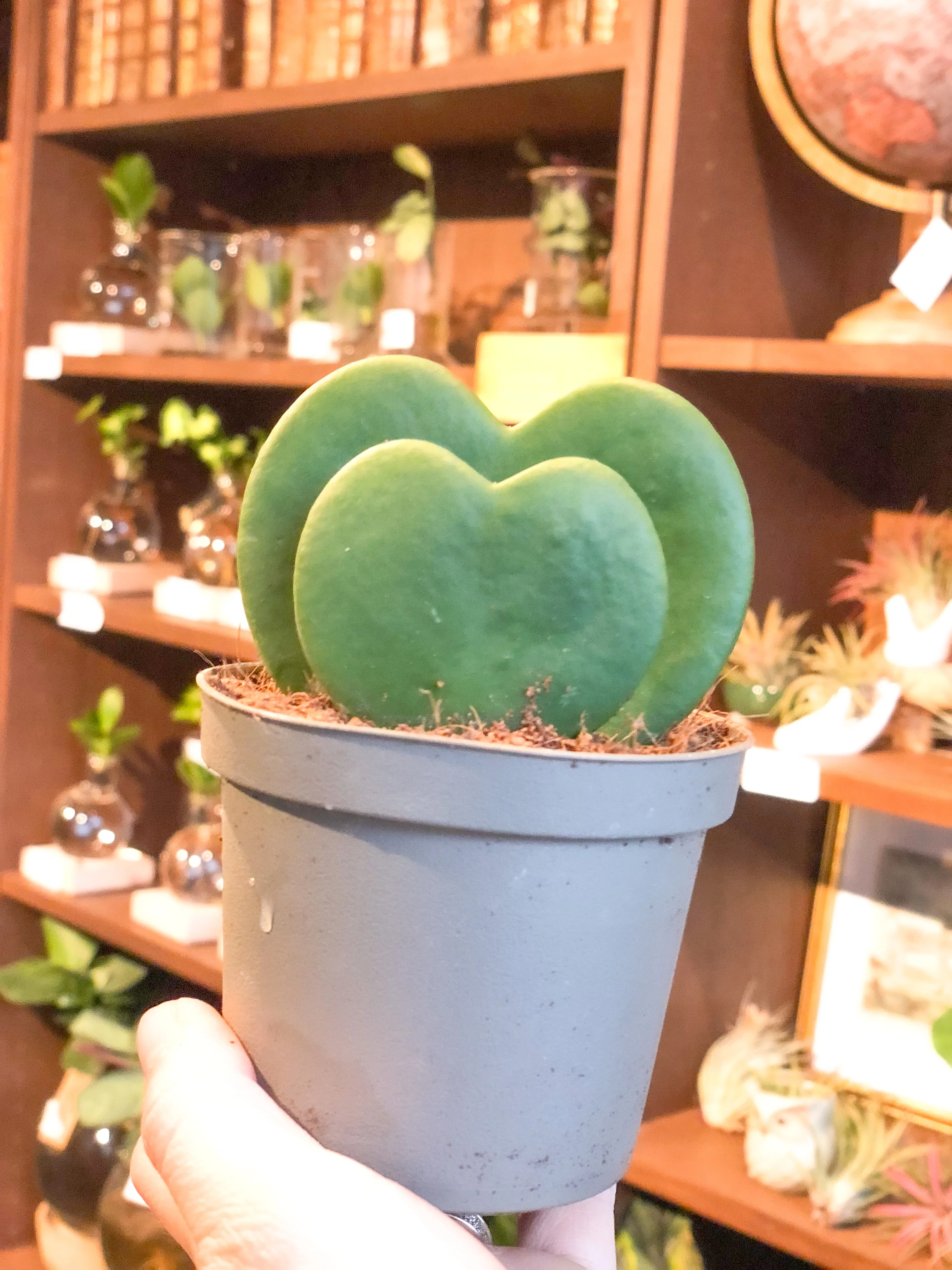 Hoya Kerrii - Image 4